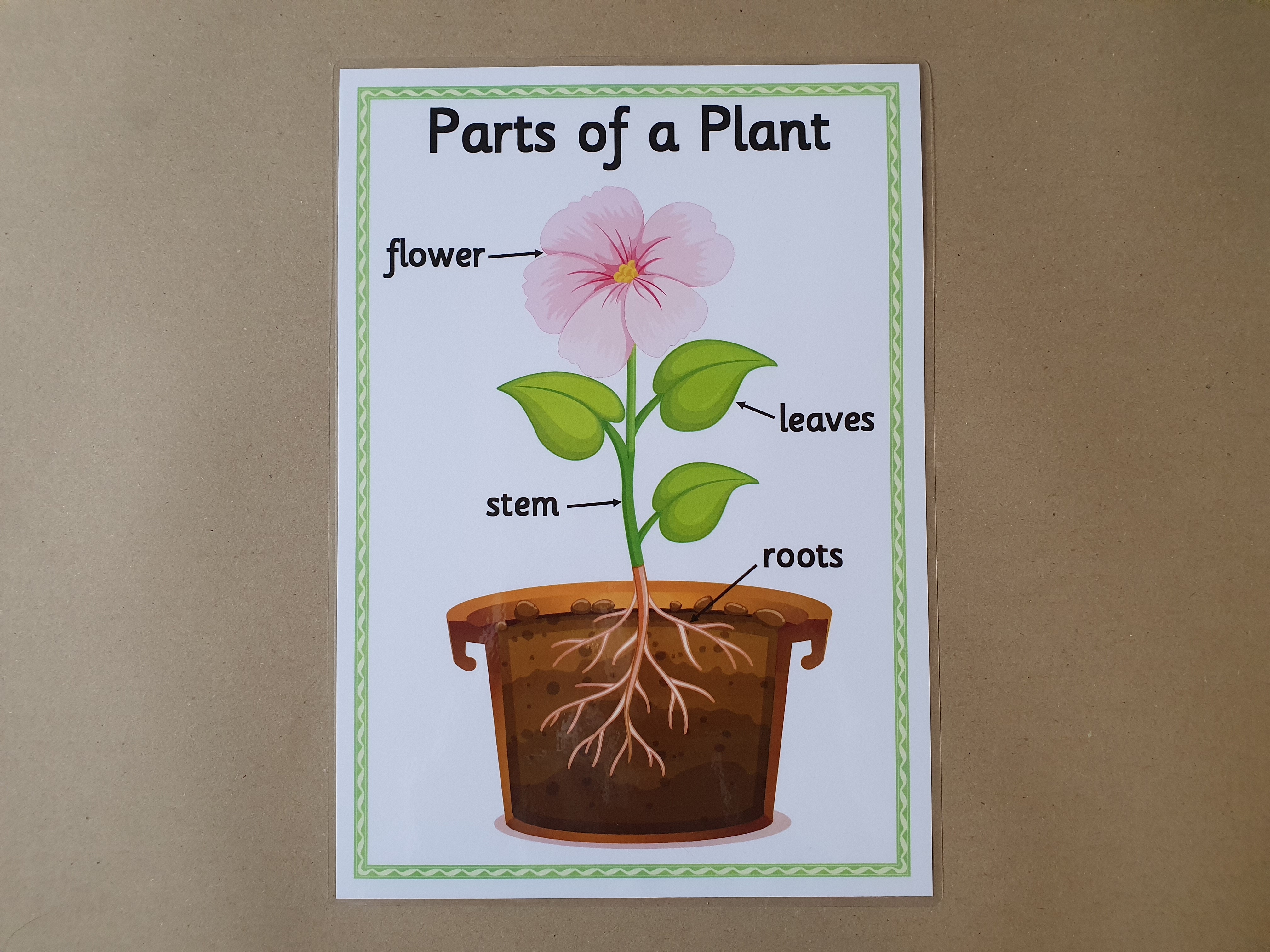 Parts of a Plant KS1 Poster 
