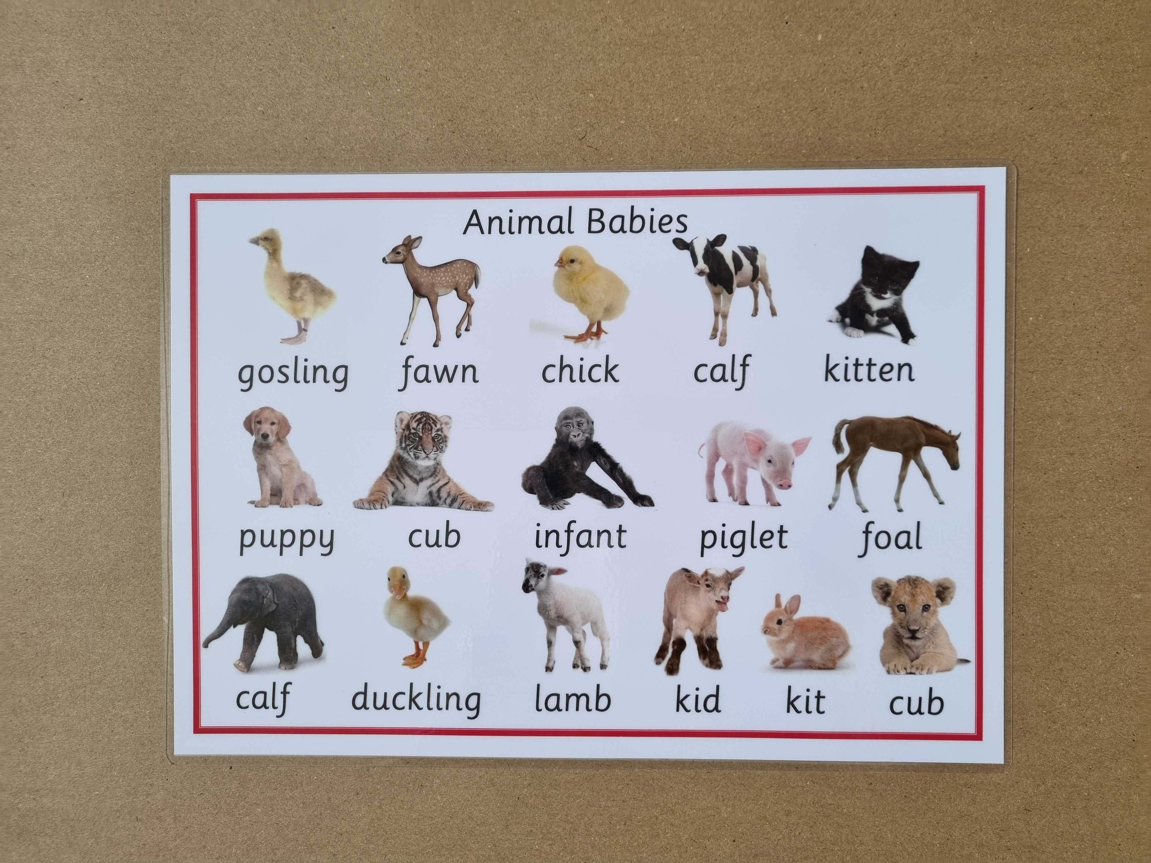 Animal Babies - A4 poster 