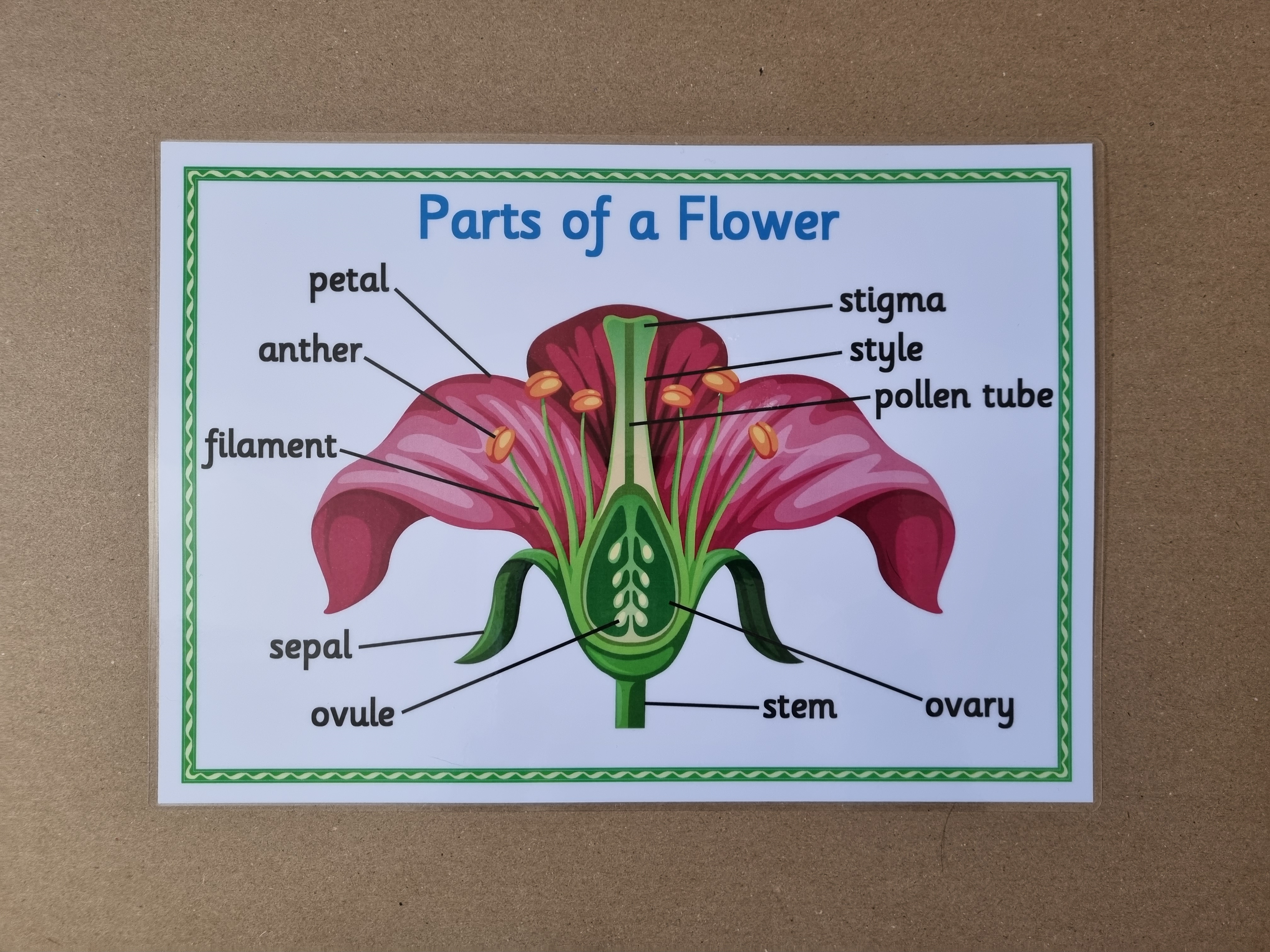 Parts of a Flower KS2 Poster 