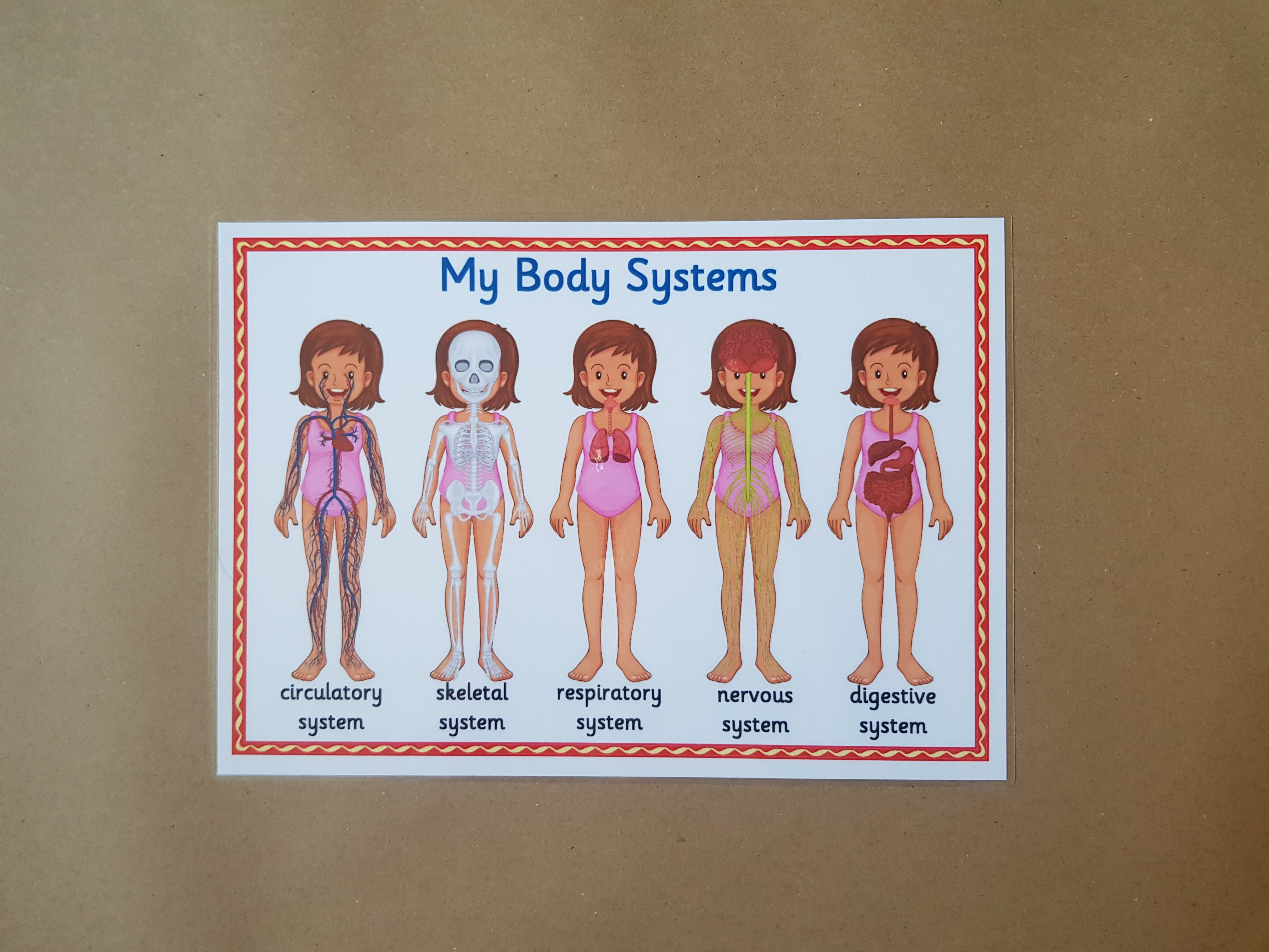 My Body Systems  - KS1/KS2 Poster 