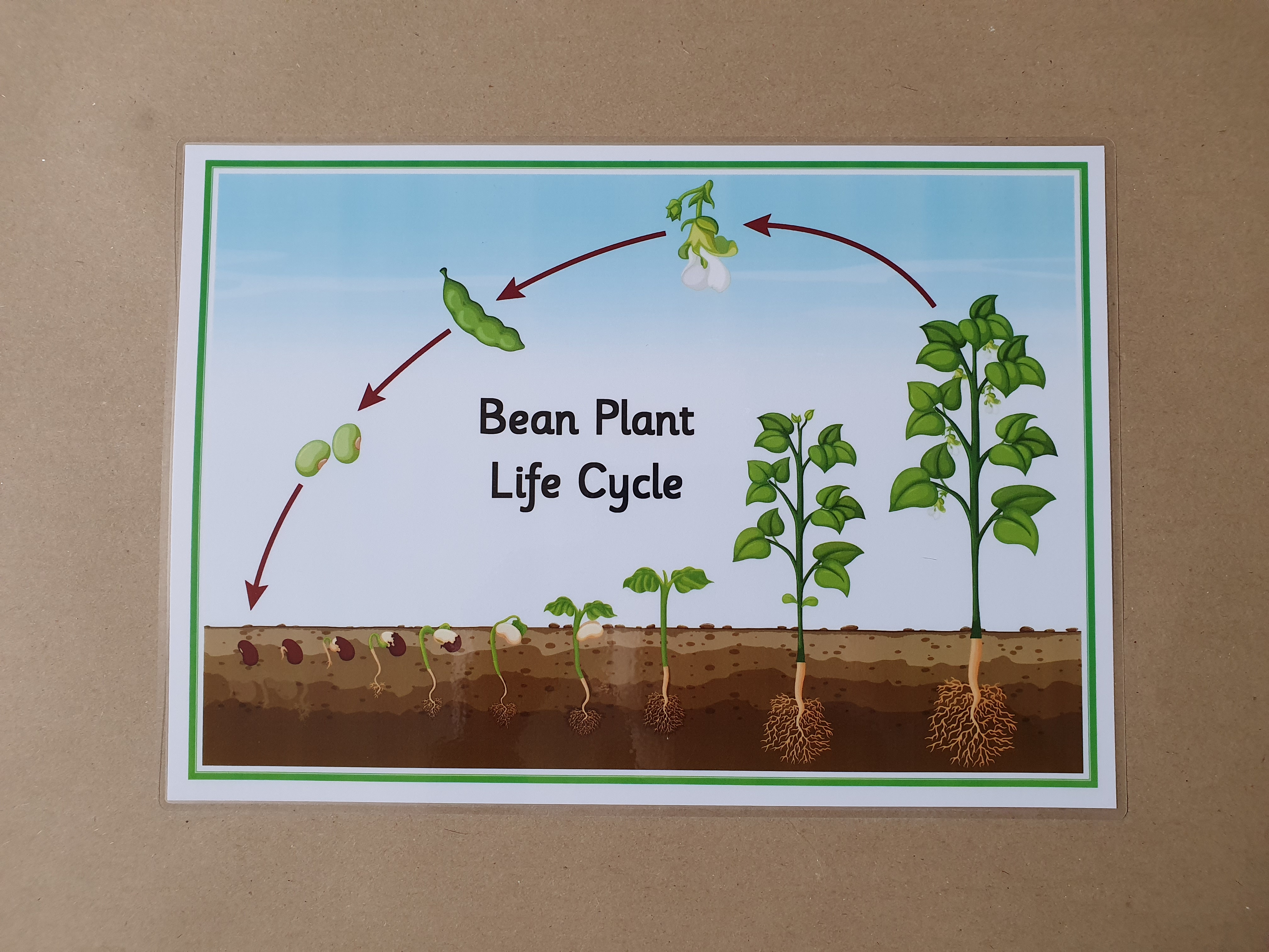 Bean Plant Life Cycle Poster 