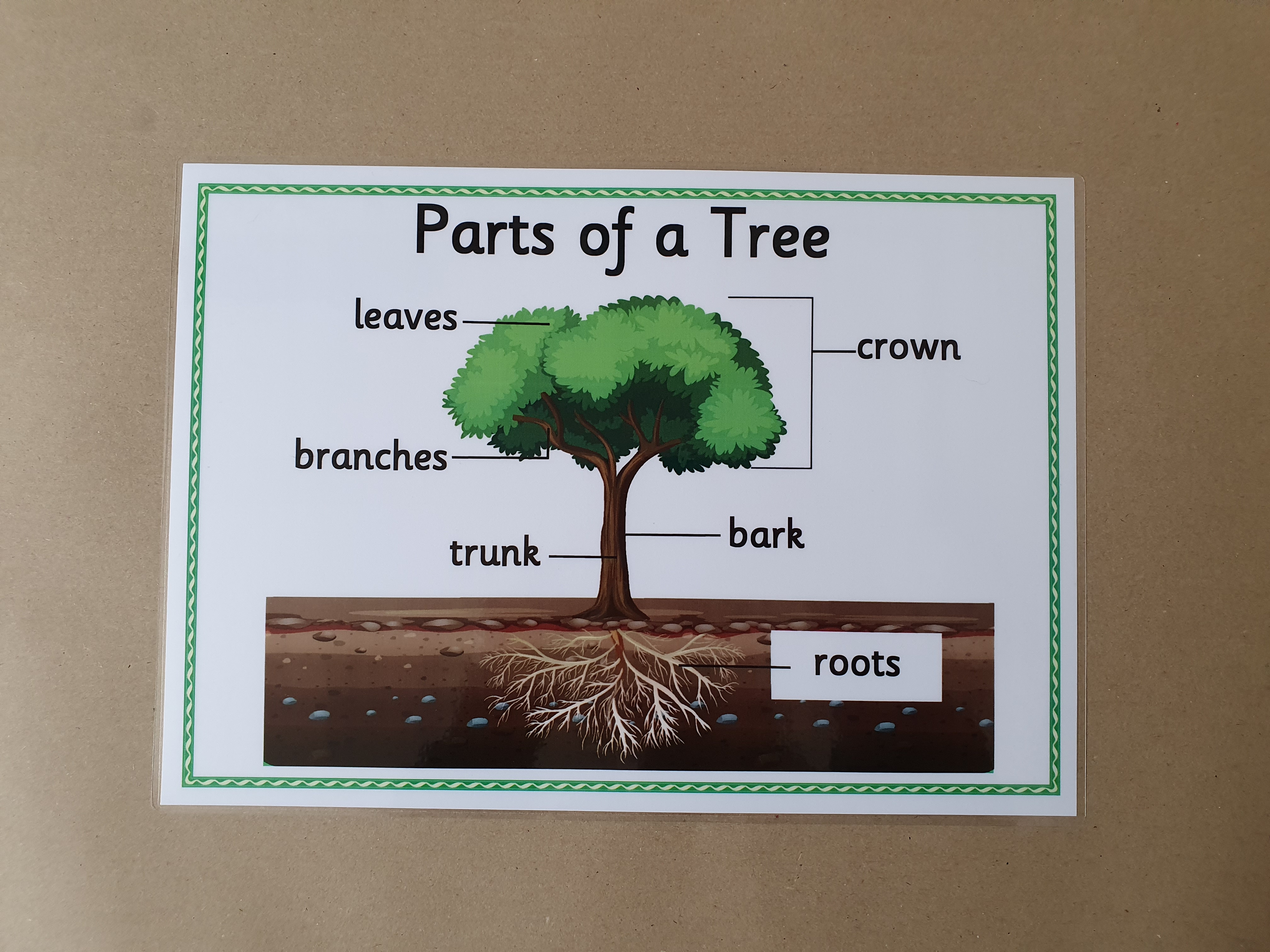Parts of a Tree KS1 Poster 