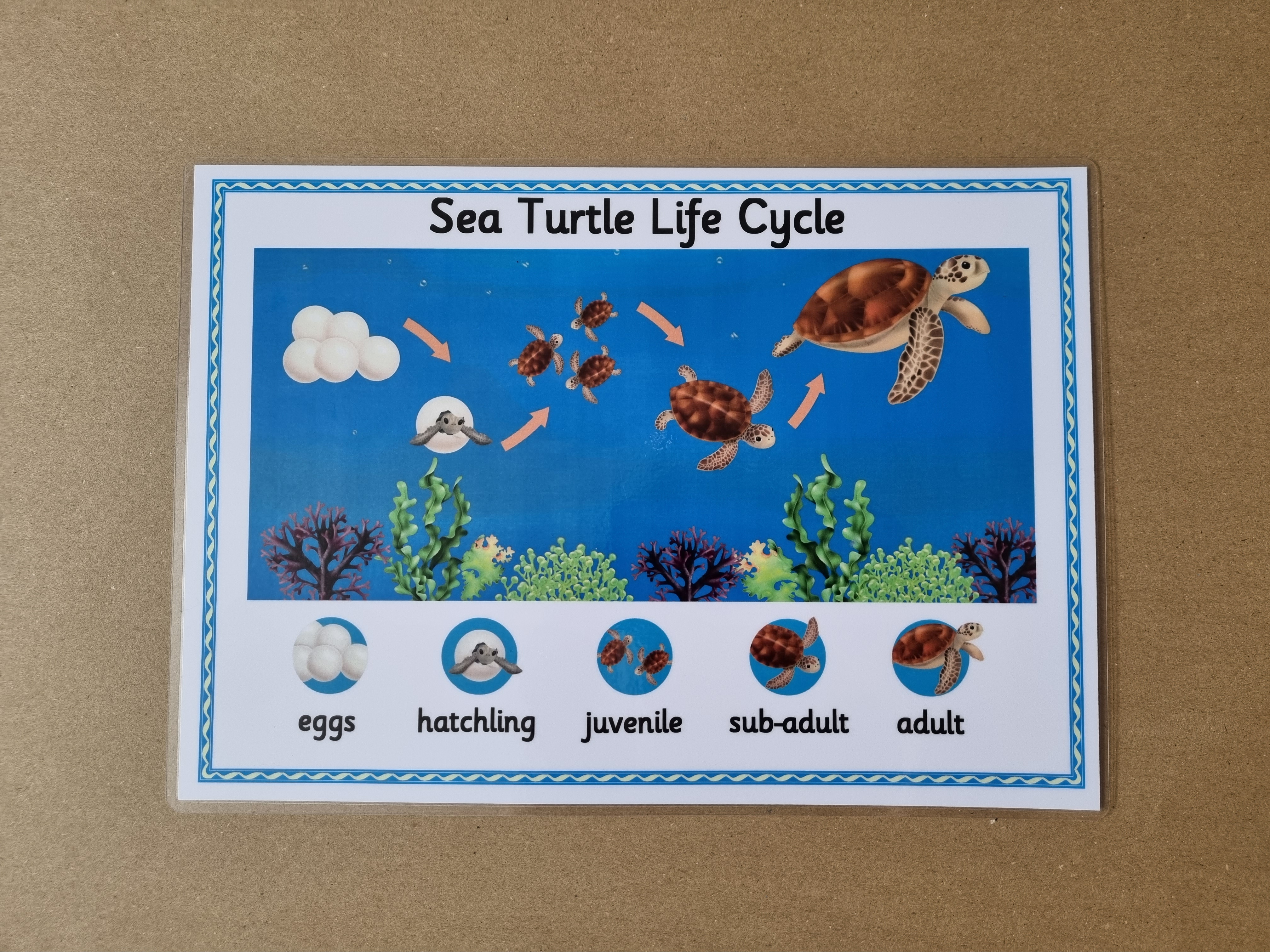 Sea Turtle Life Cycle Poster 