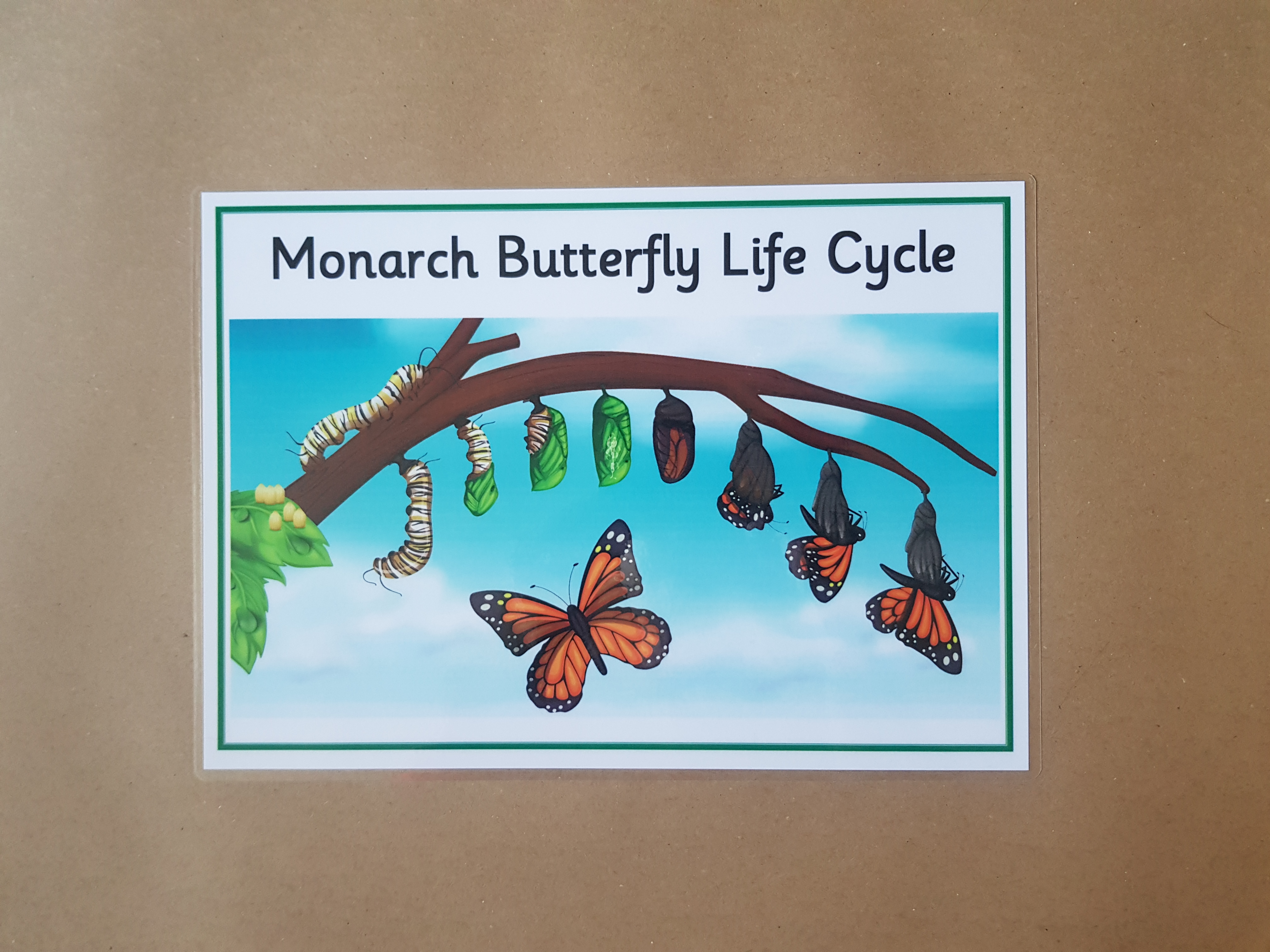 Monarch Butterfly Life Cycle  - EYFS/KS1 Poster 