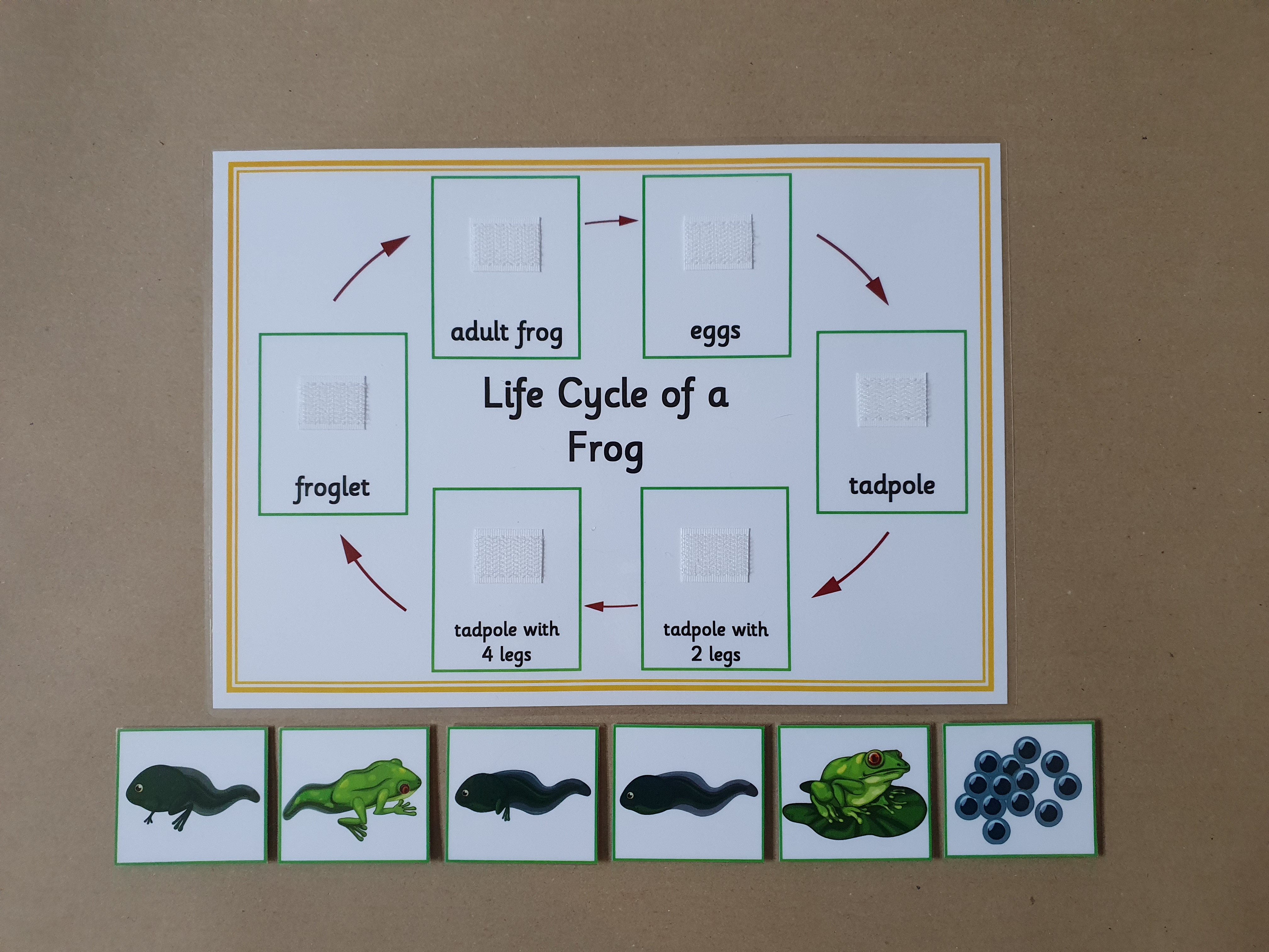 Life Cycle of a Frog - Sequencing activity 