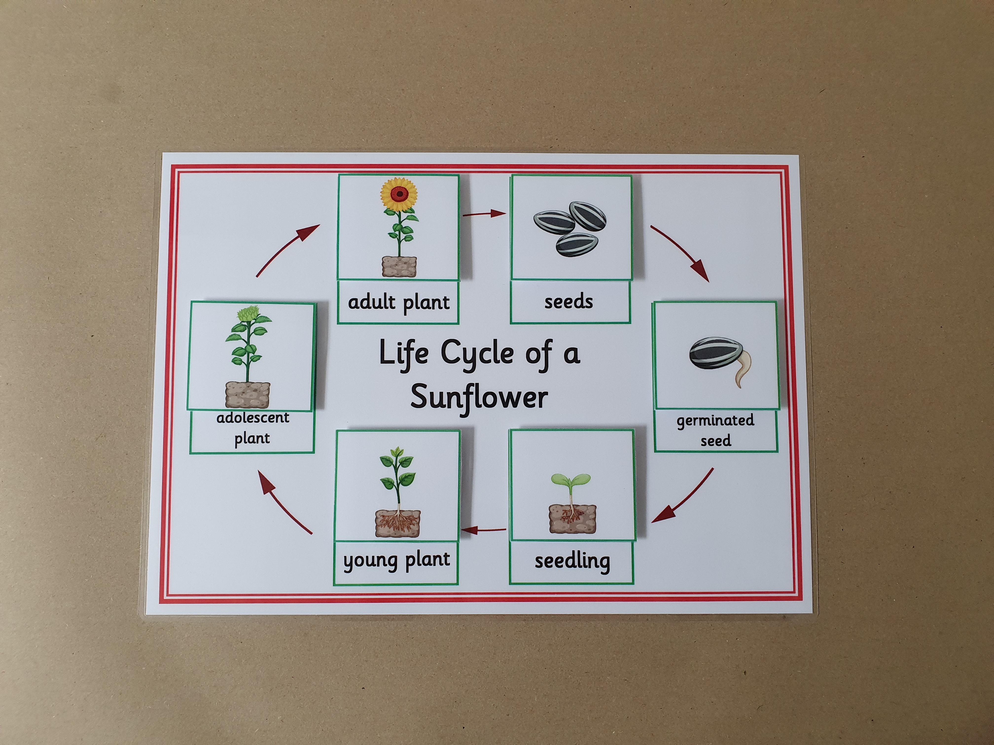 Life Cycle of a Sunflower - Sequencing activity 
