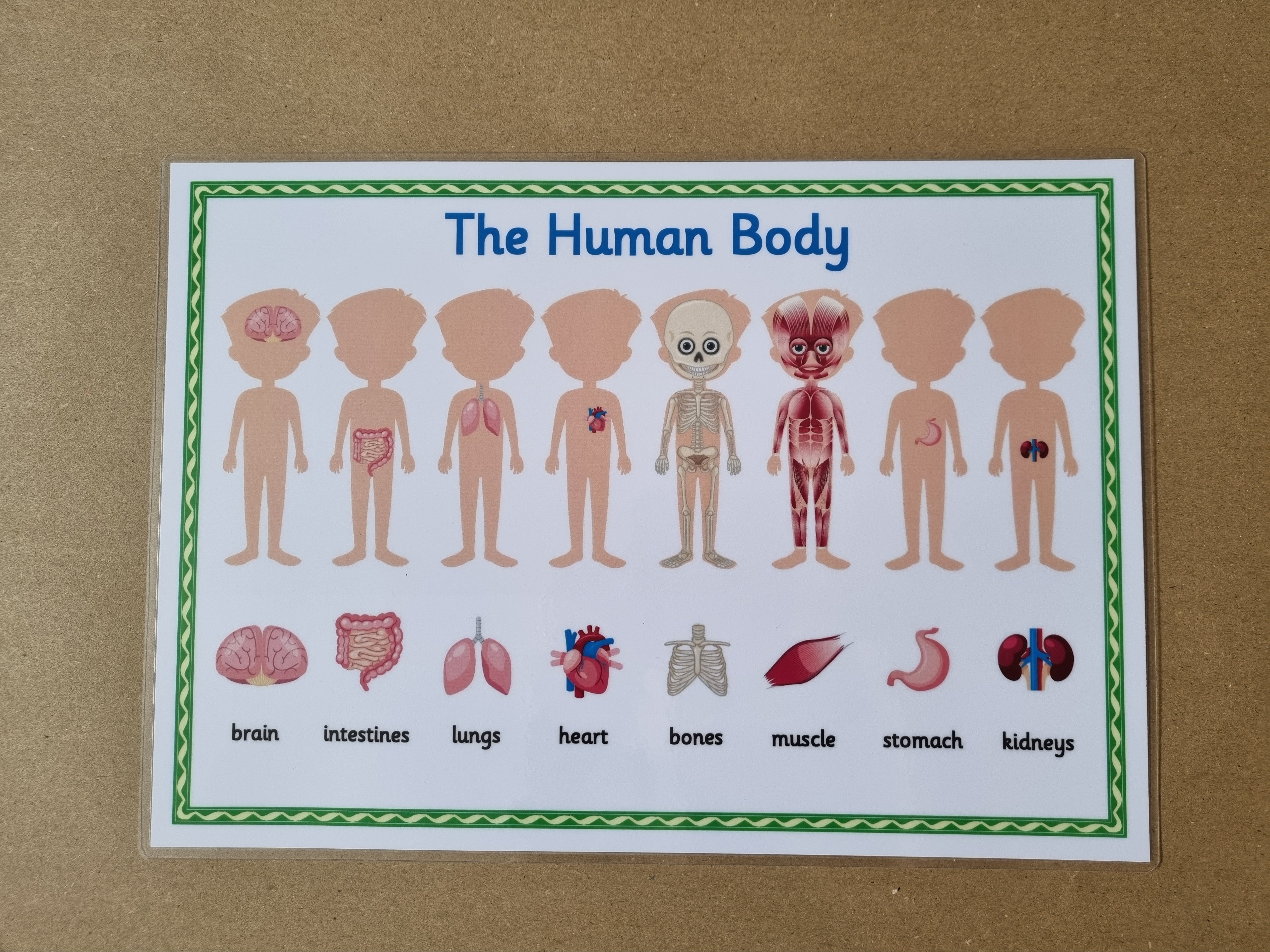 The Human Body Poster 