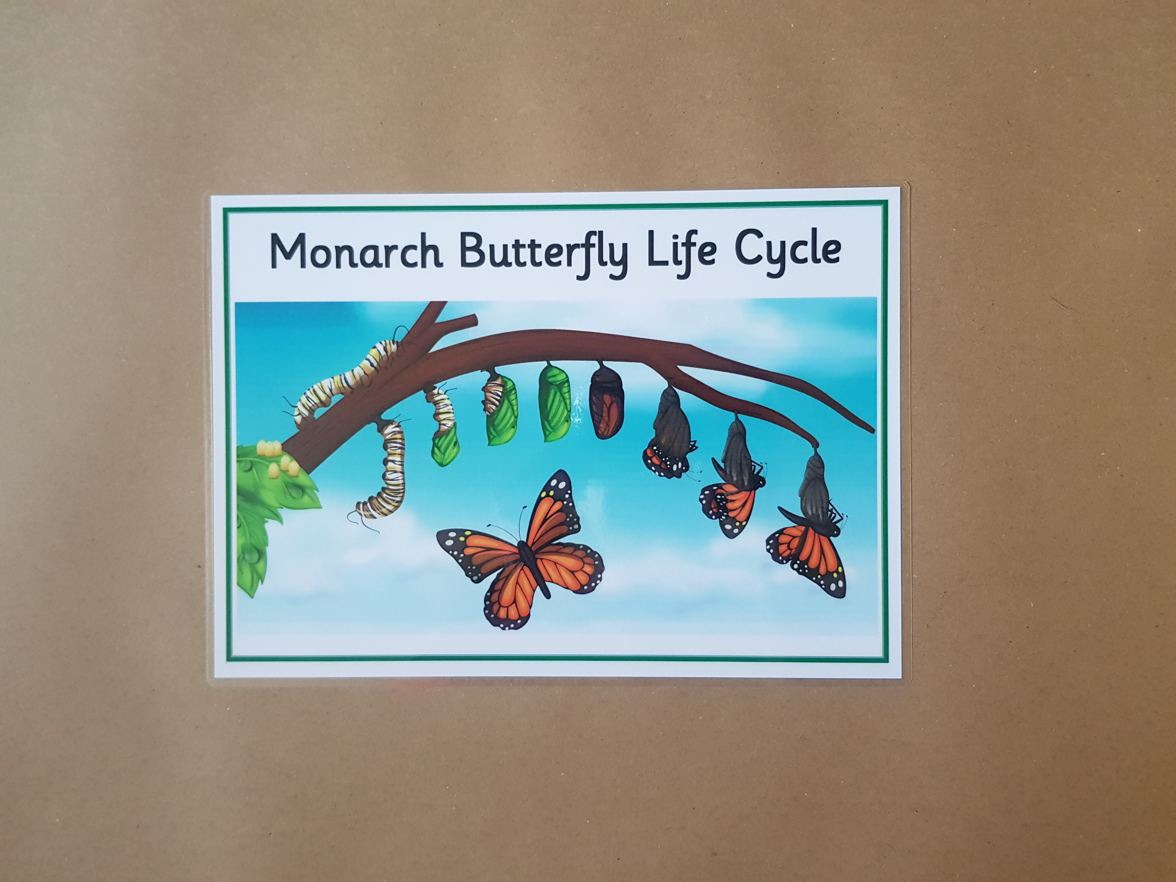 Monarch Butterfly Life Cycle - EYFS/KS1 Poster