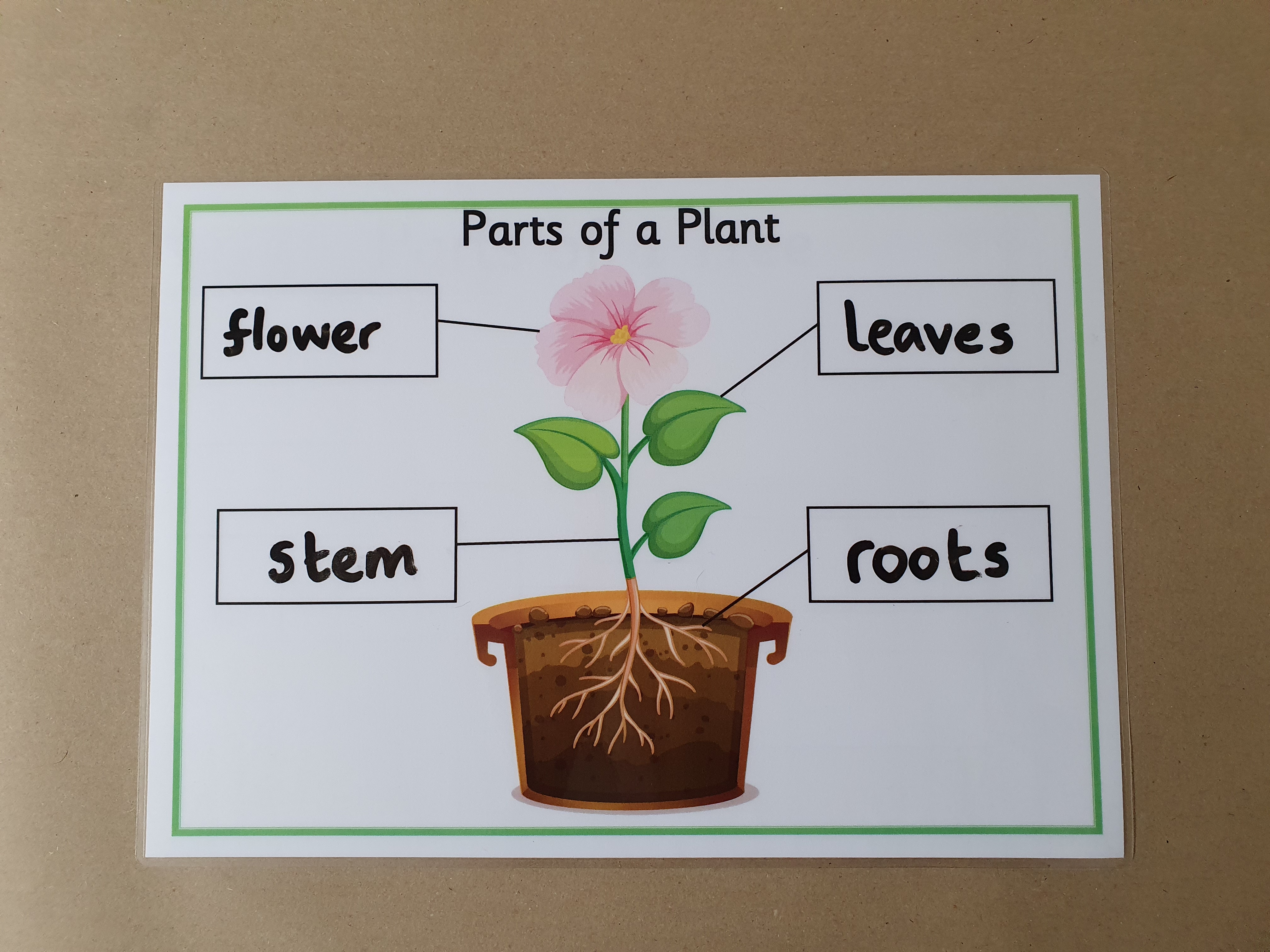 Parts of a Plant KS1 Labelling Worksheet
