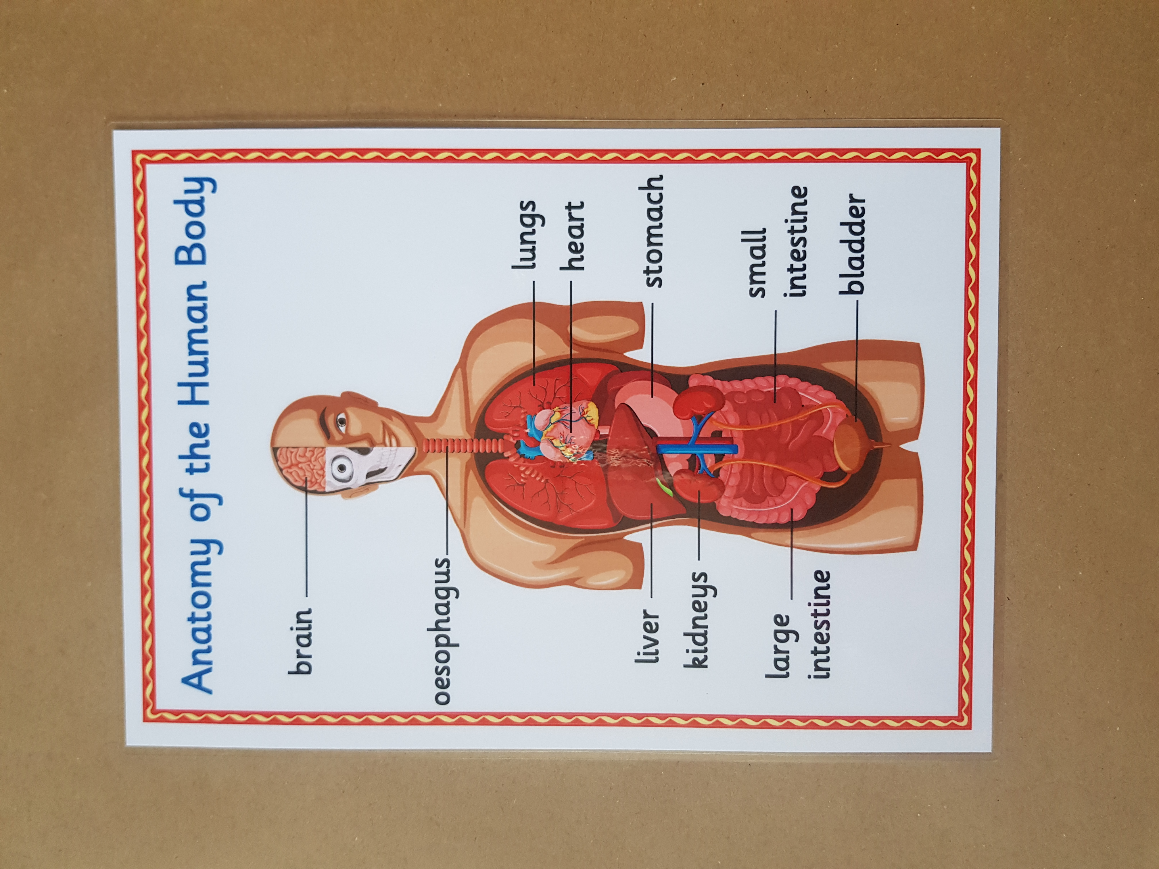 Anatomy of the human body - KS1/KS2 Poster 