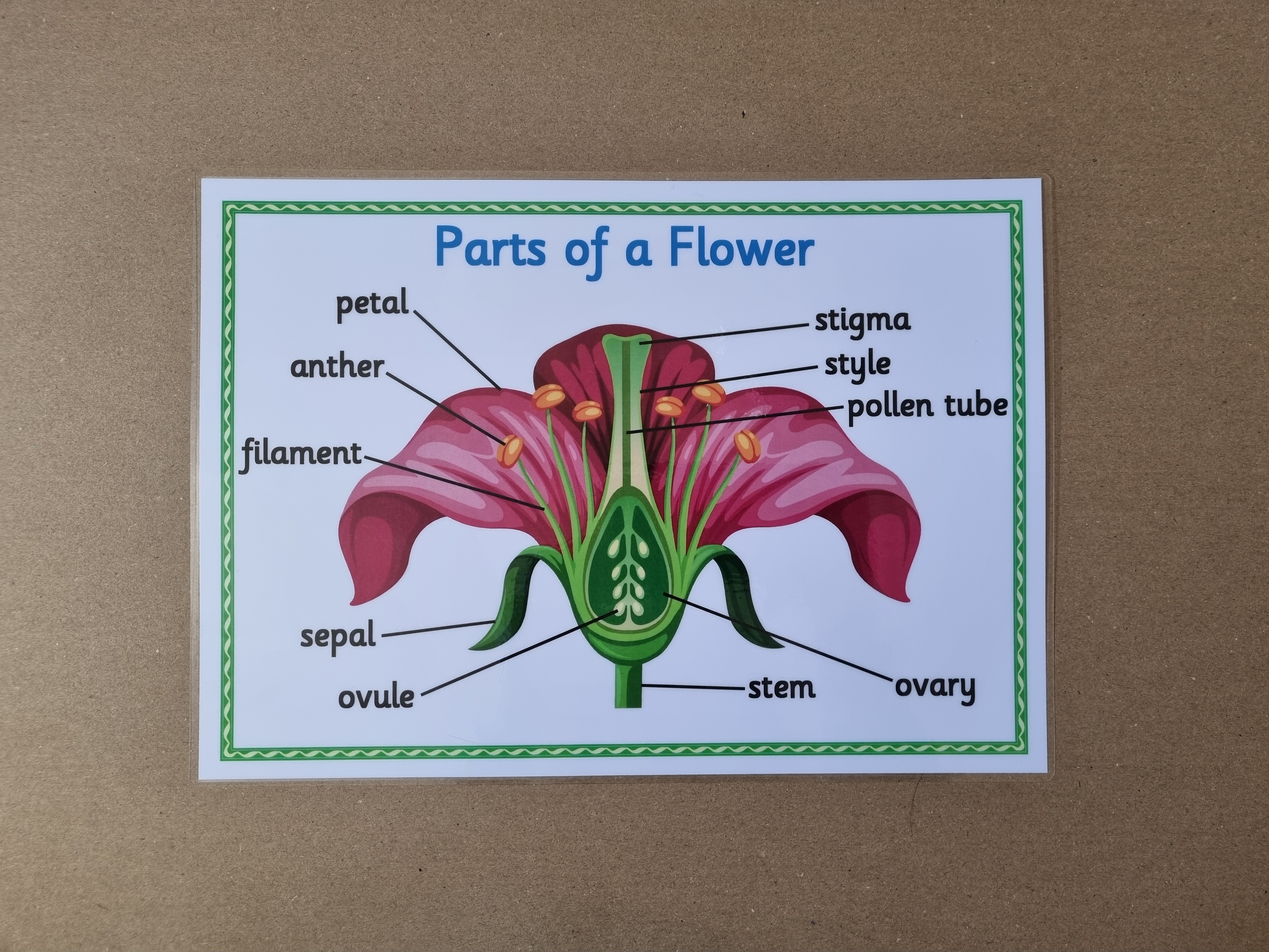 Parts of a Flower KS2 Poster 