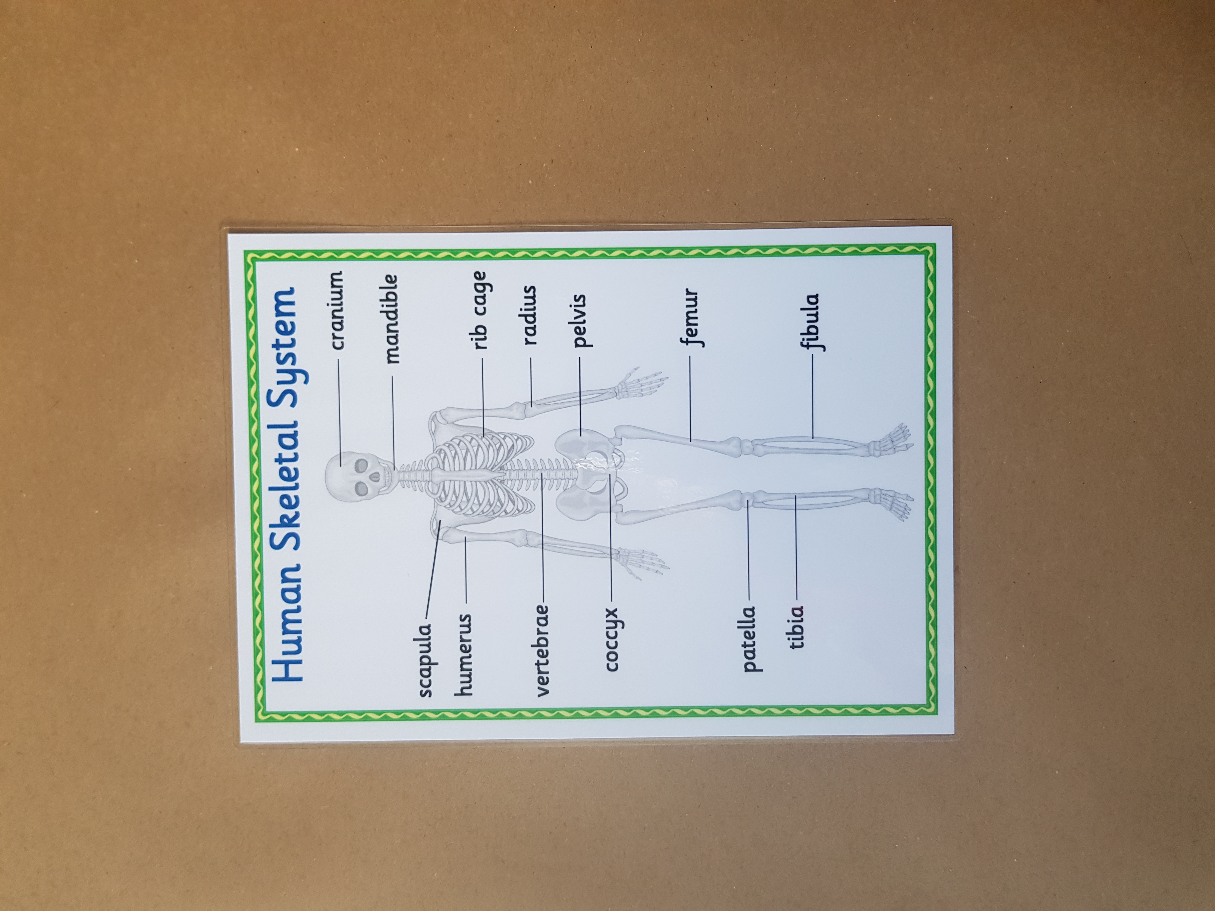 Human Skeletal System  KS1/KS2 Poster 