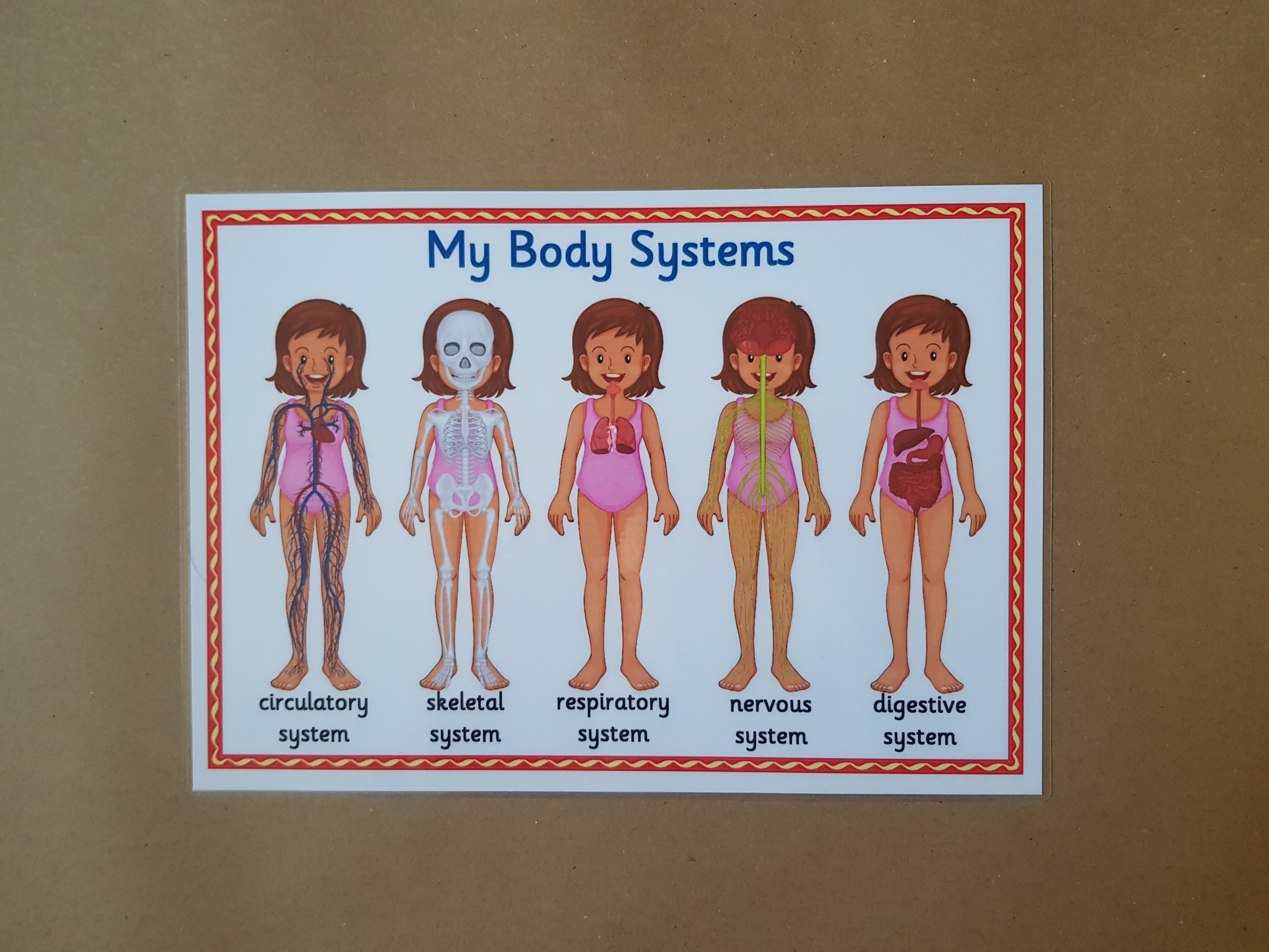 My Body Systems  - KS1/KS2 Poster 