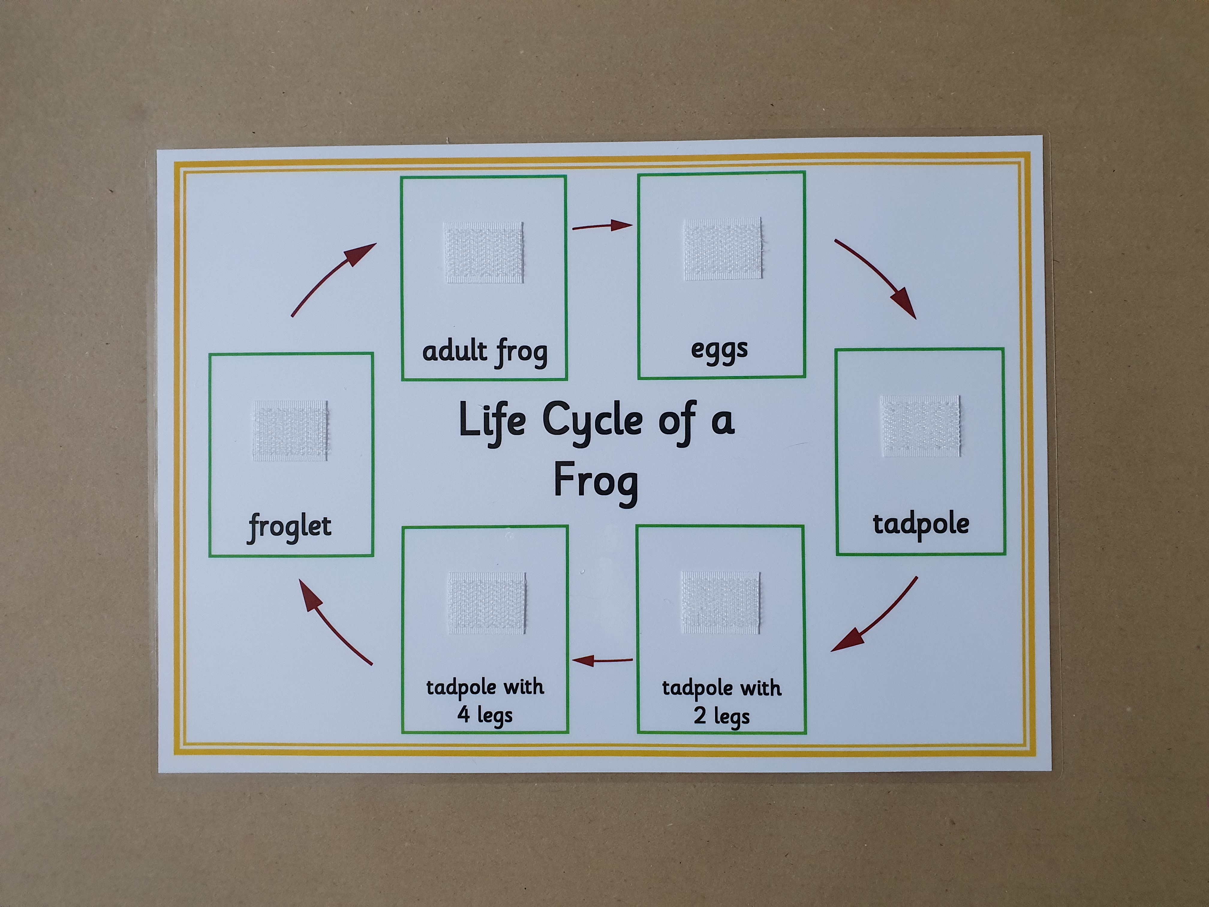 Life Cycle of a Frog - Sequencing activity 