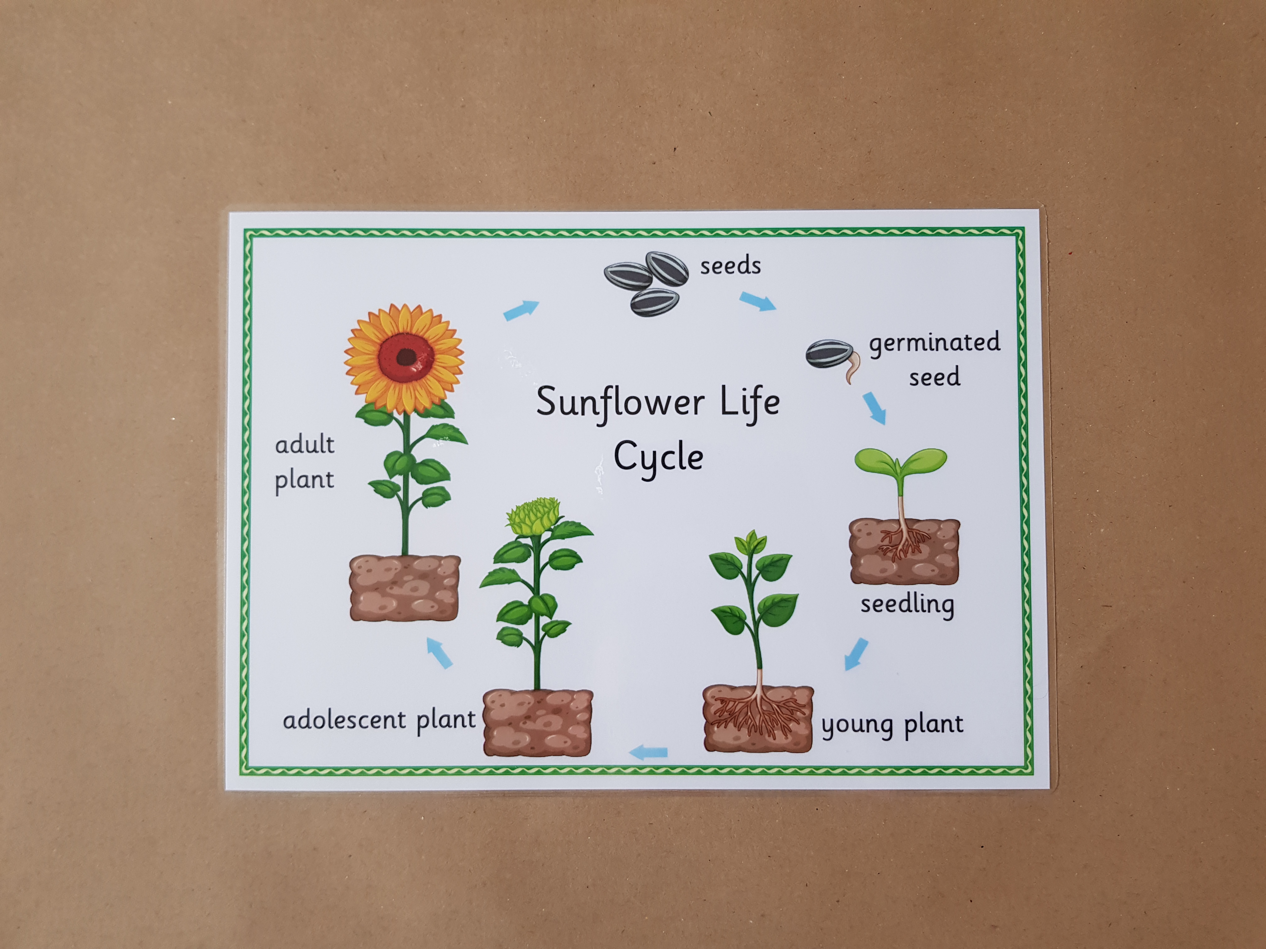 Sunflower Life Cycle  - EYFS/KS1 Poster 