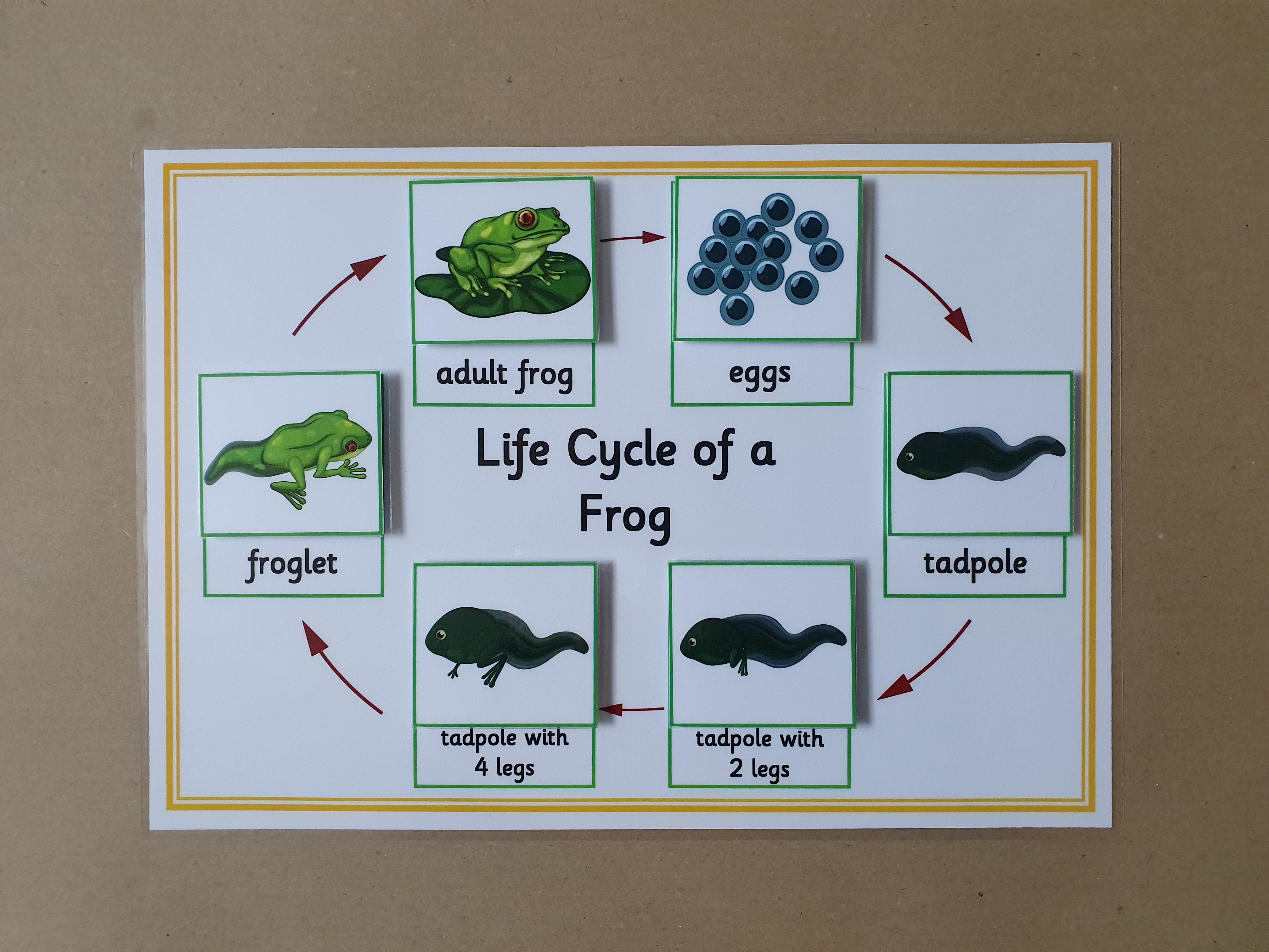 Life Cycle of a Frog - Sequencing activity 