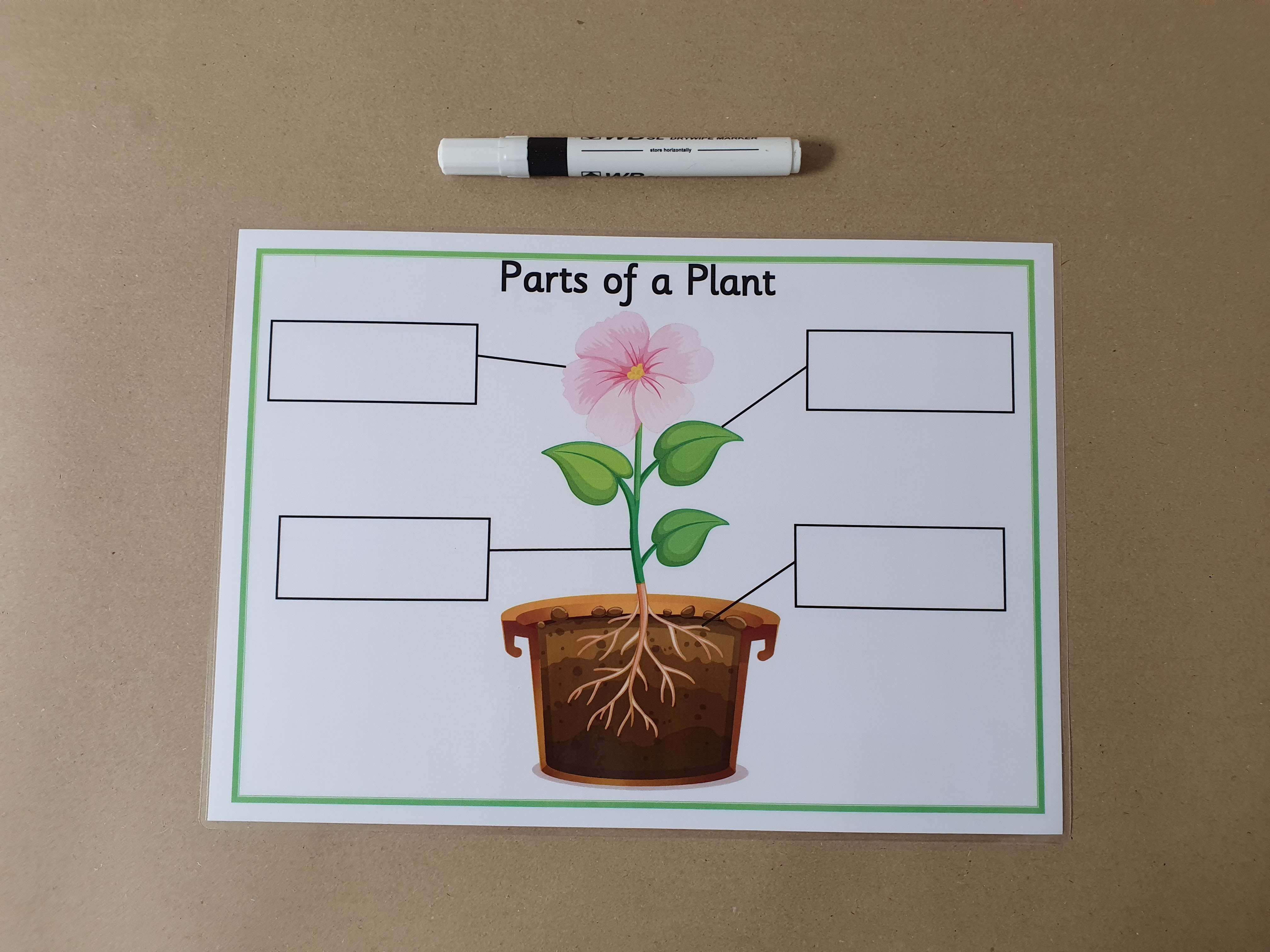Parts of a Plant KS1 Labelling Worksheet
