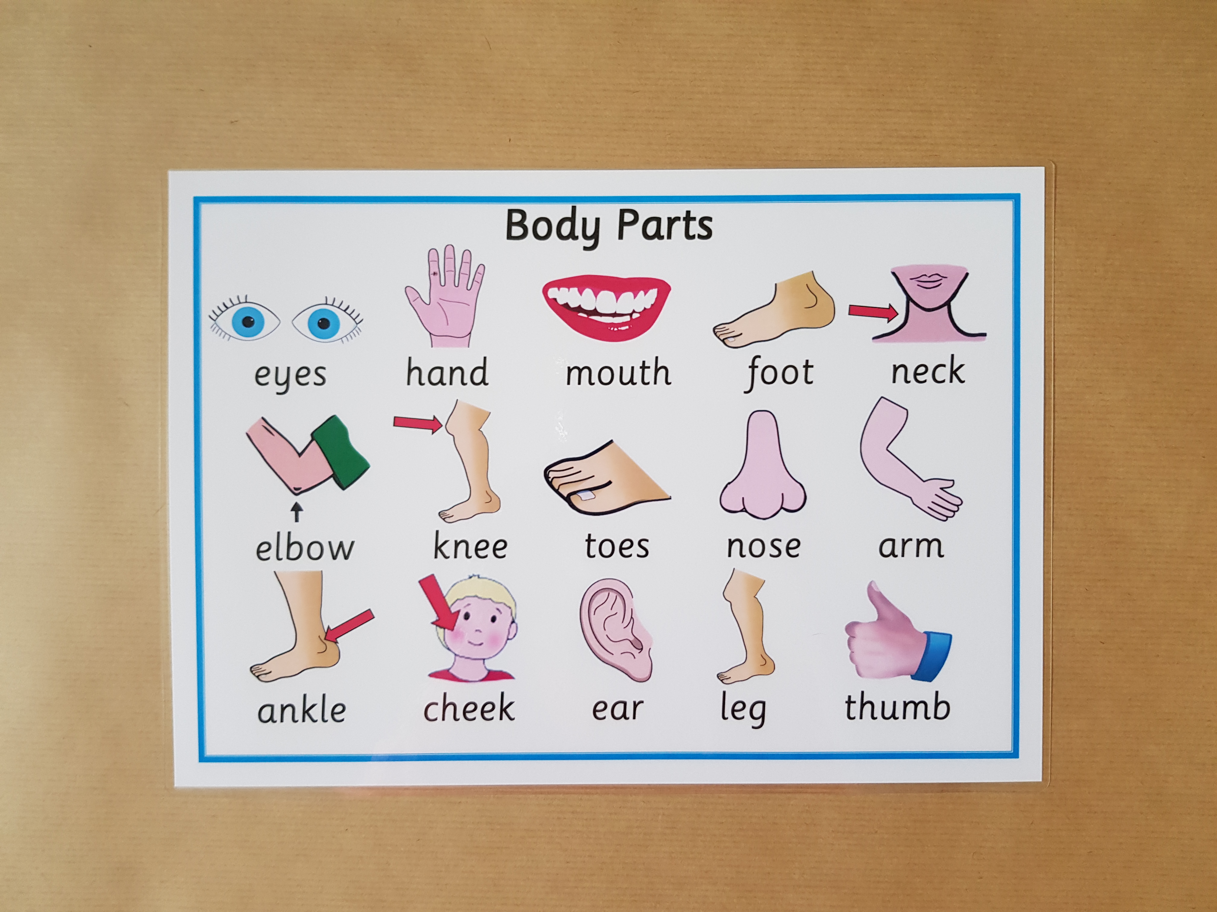 Body Parts Poster   