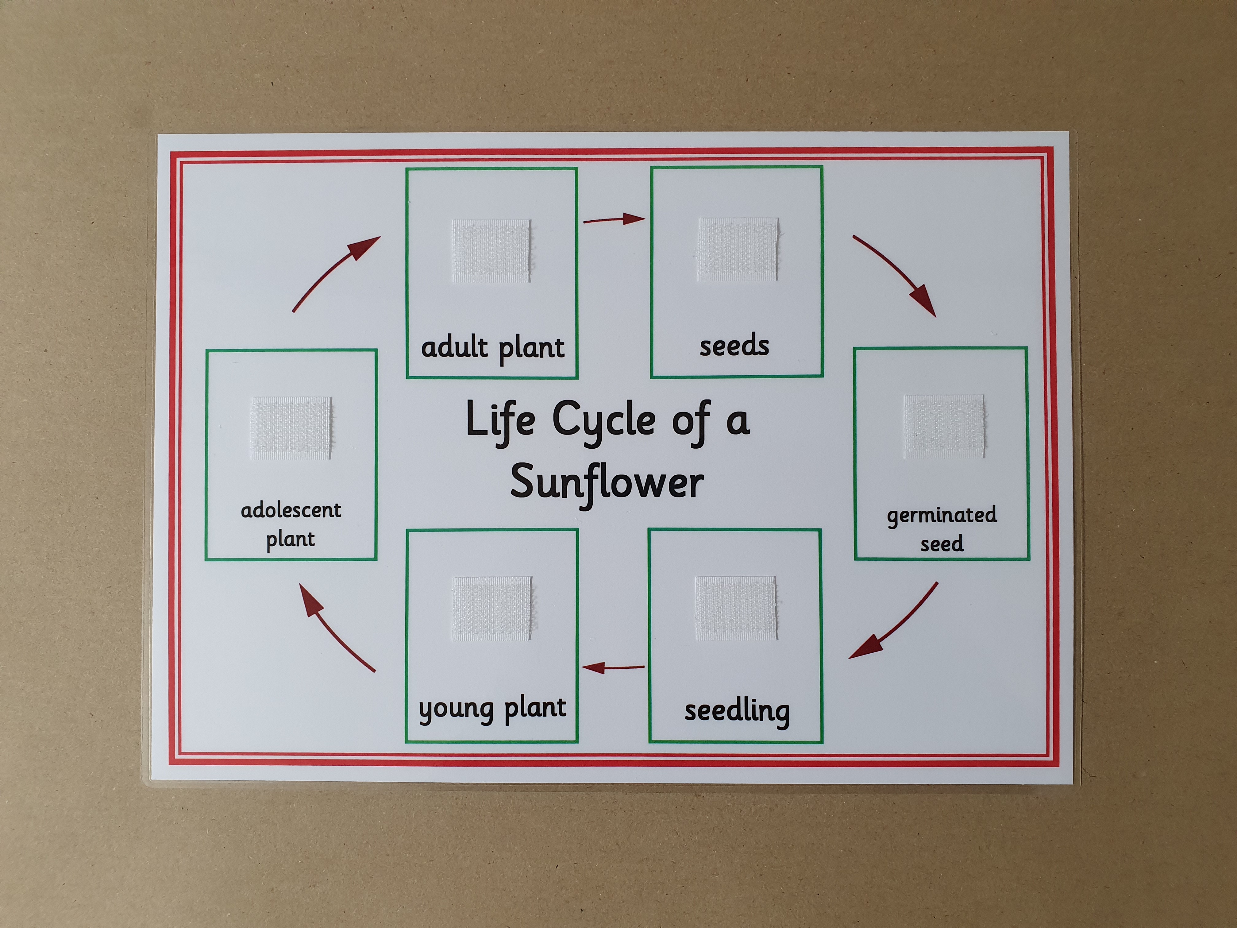 Life Cycle of a Sunflower - Sequencing activity 