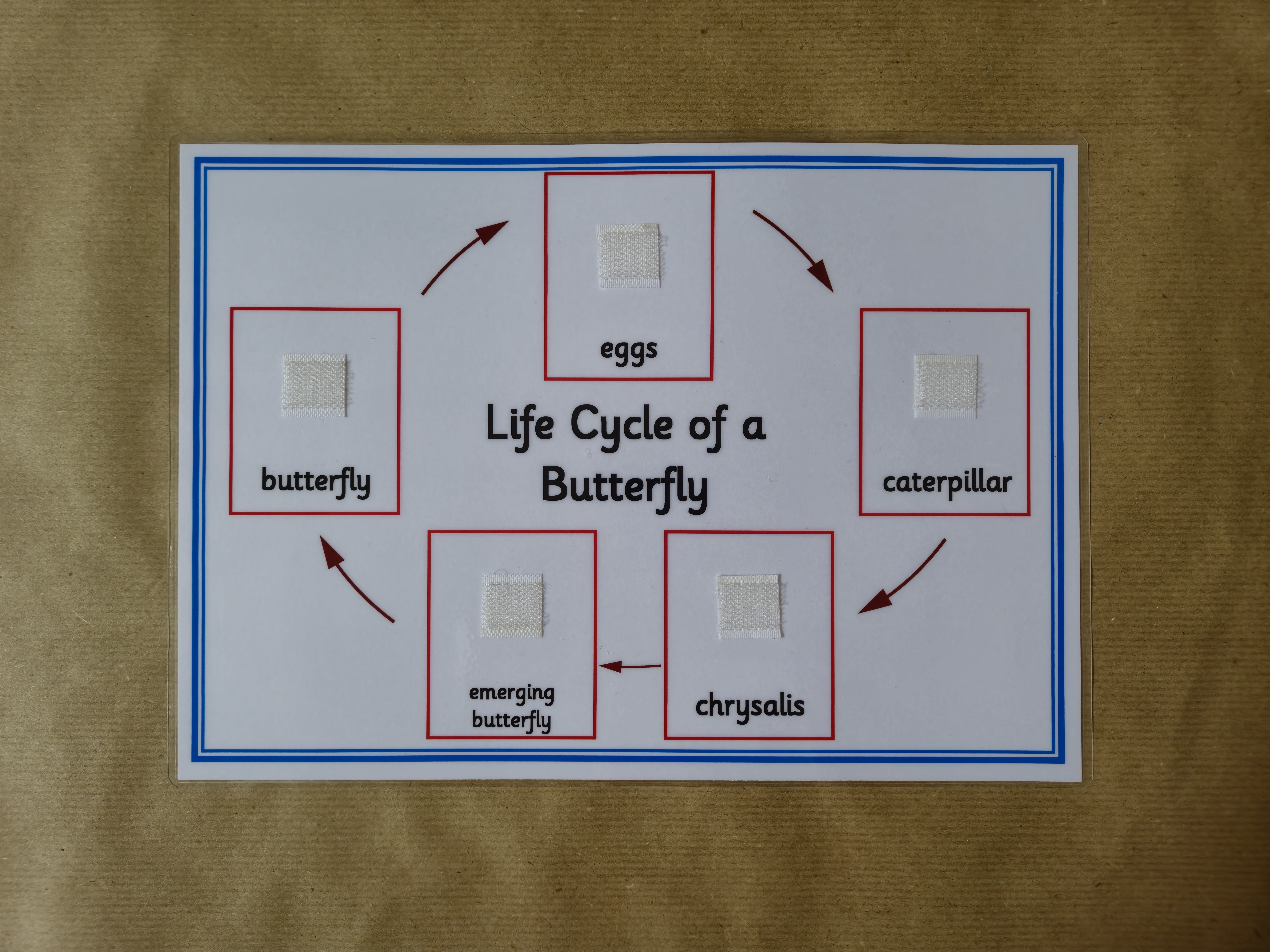 Life Cycle of a Butterfly - Sequencing activity 