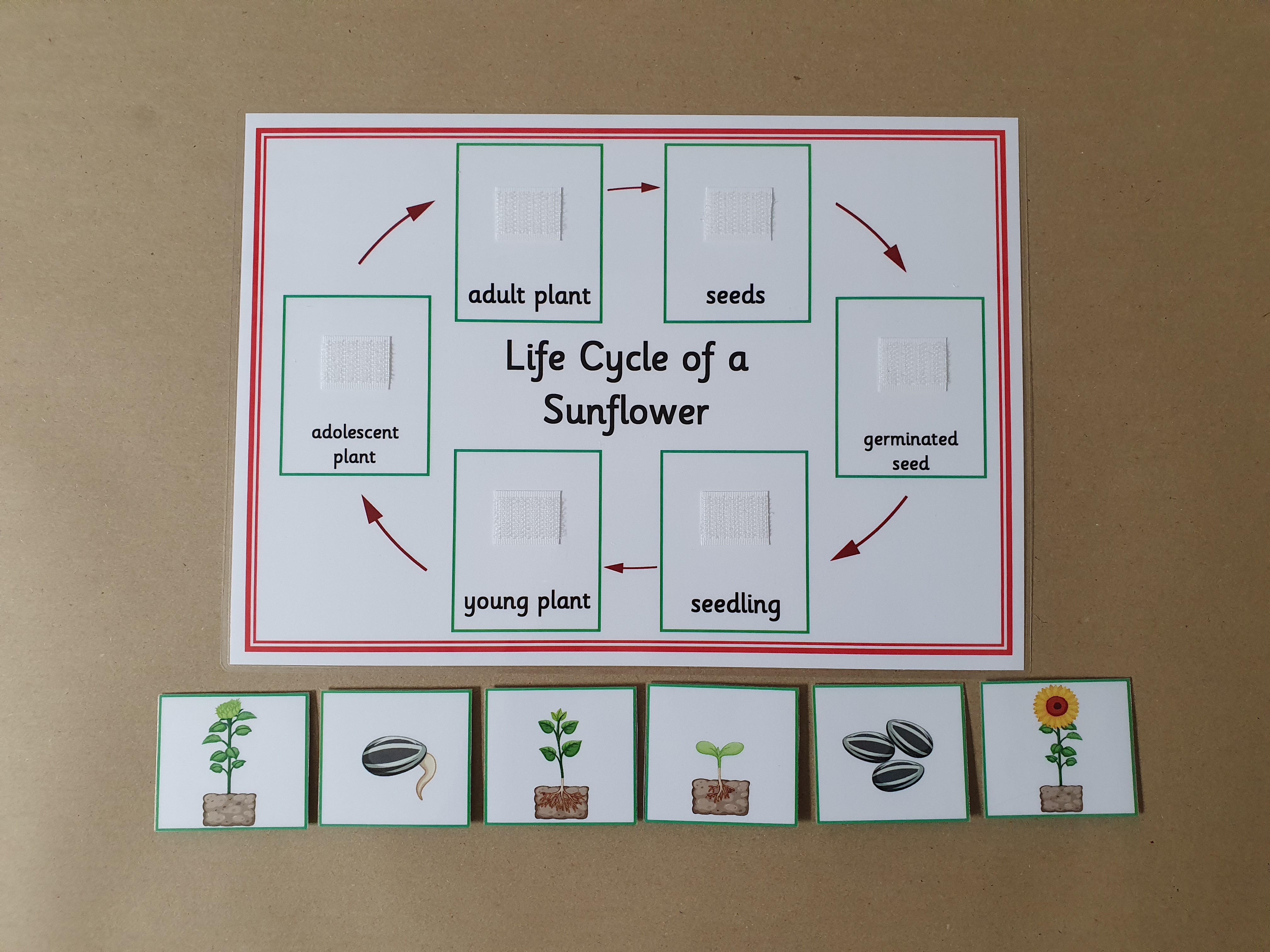 Life Cycle of a Sunflower - Sequencing activity 