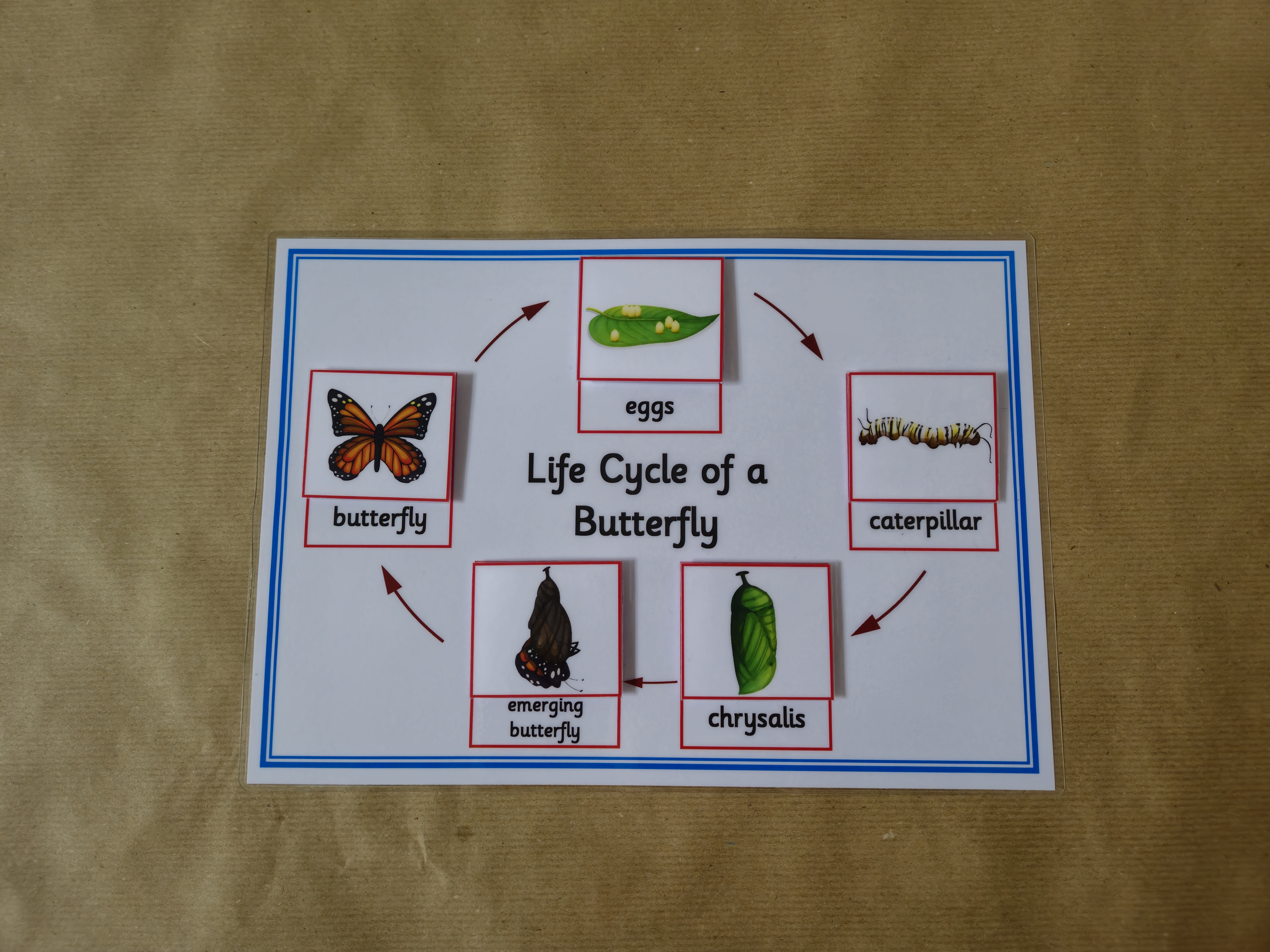 Life Cycle of a Butterfly - Sequencing activity