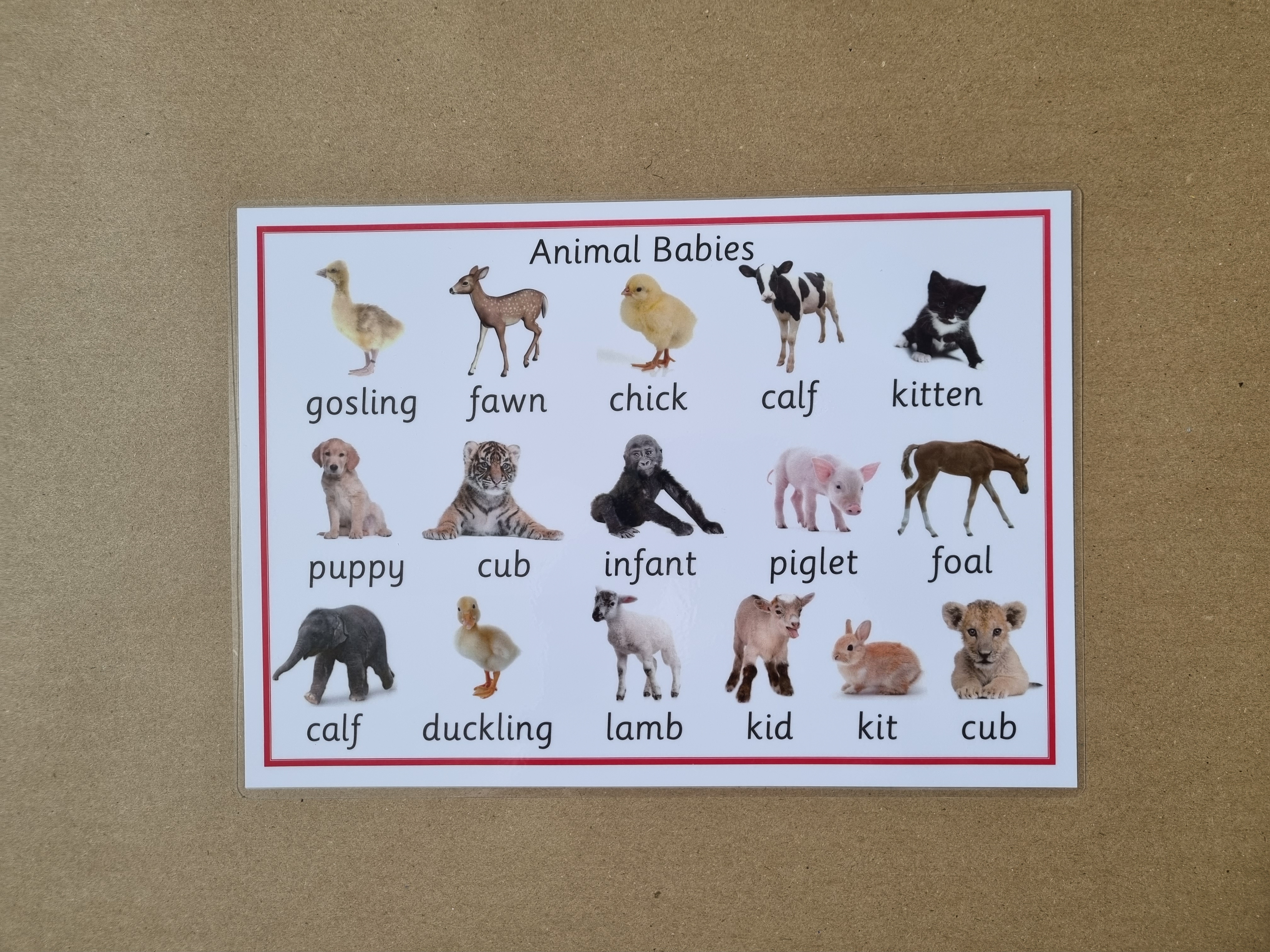 Animal Babies - A4 poster 