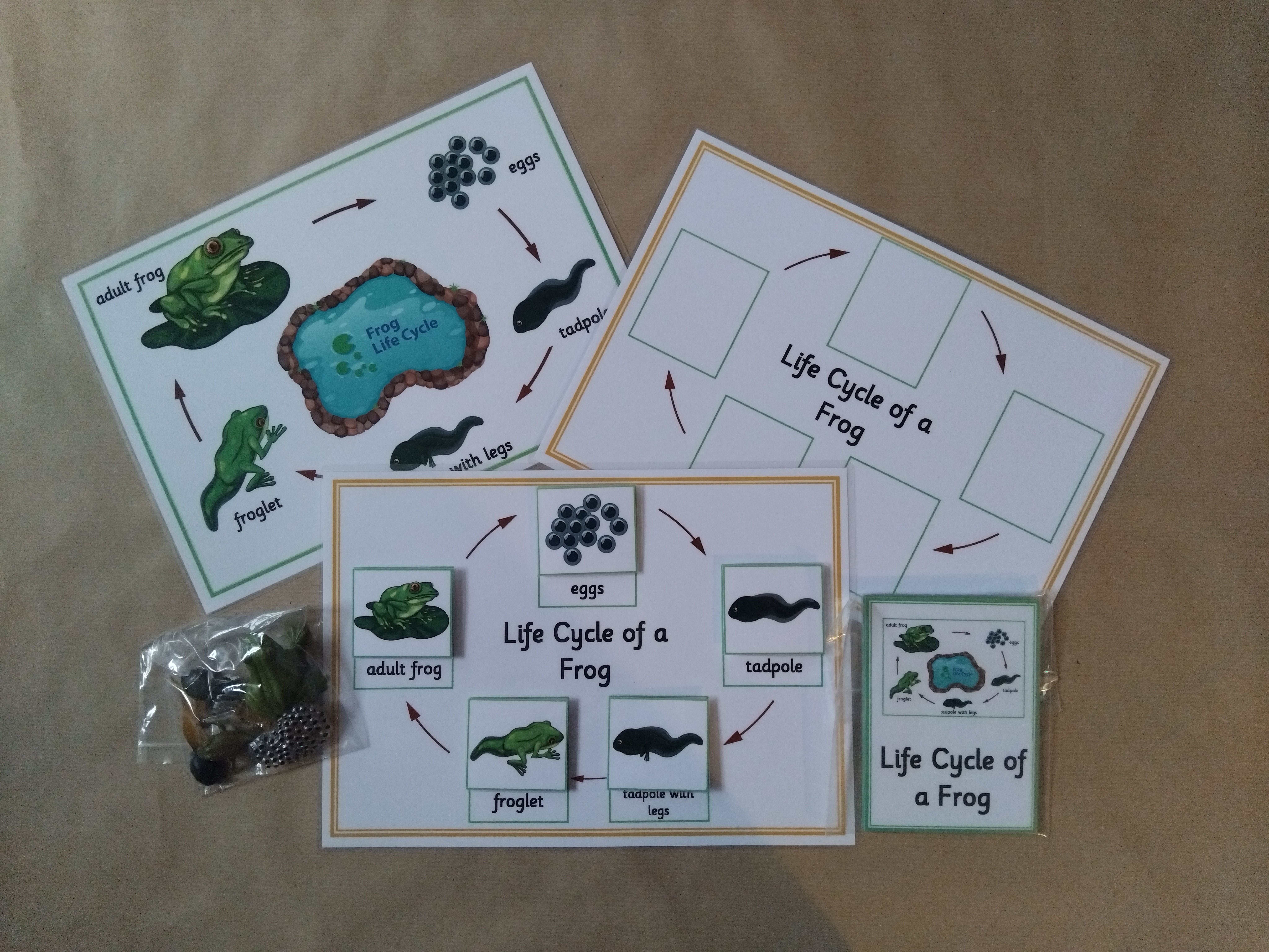 Life Cycle of a Frog Bundle - Sequencing activity, flash cards, figures