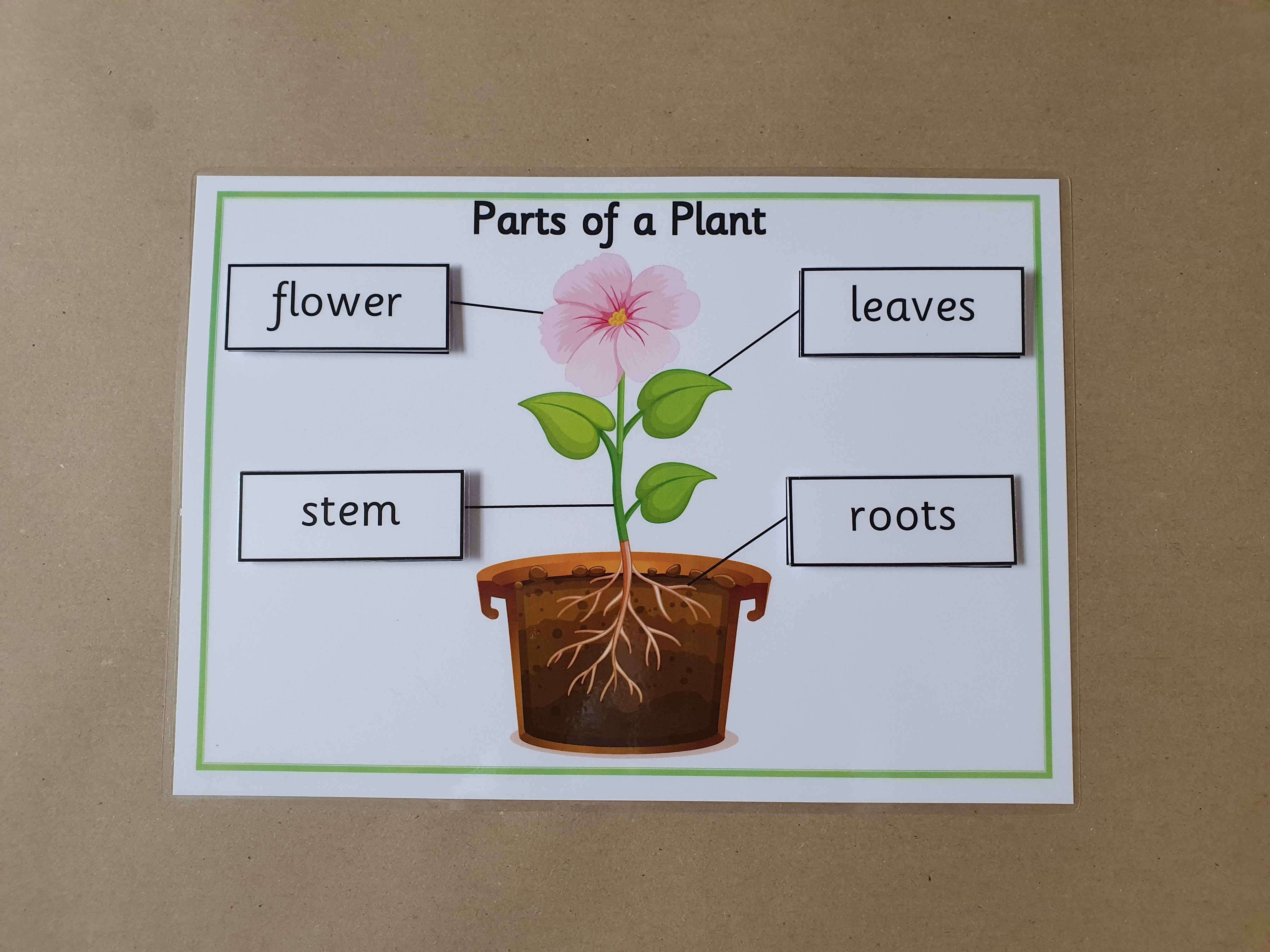 Parts of a Plant KS1 Labelling Worksheet with hook and loop tape