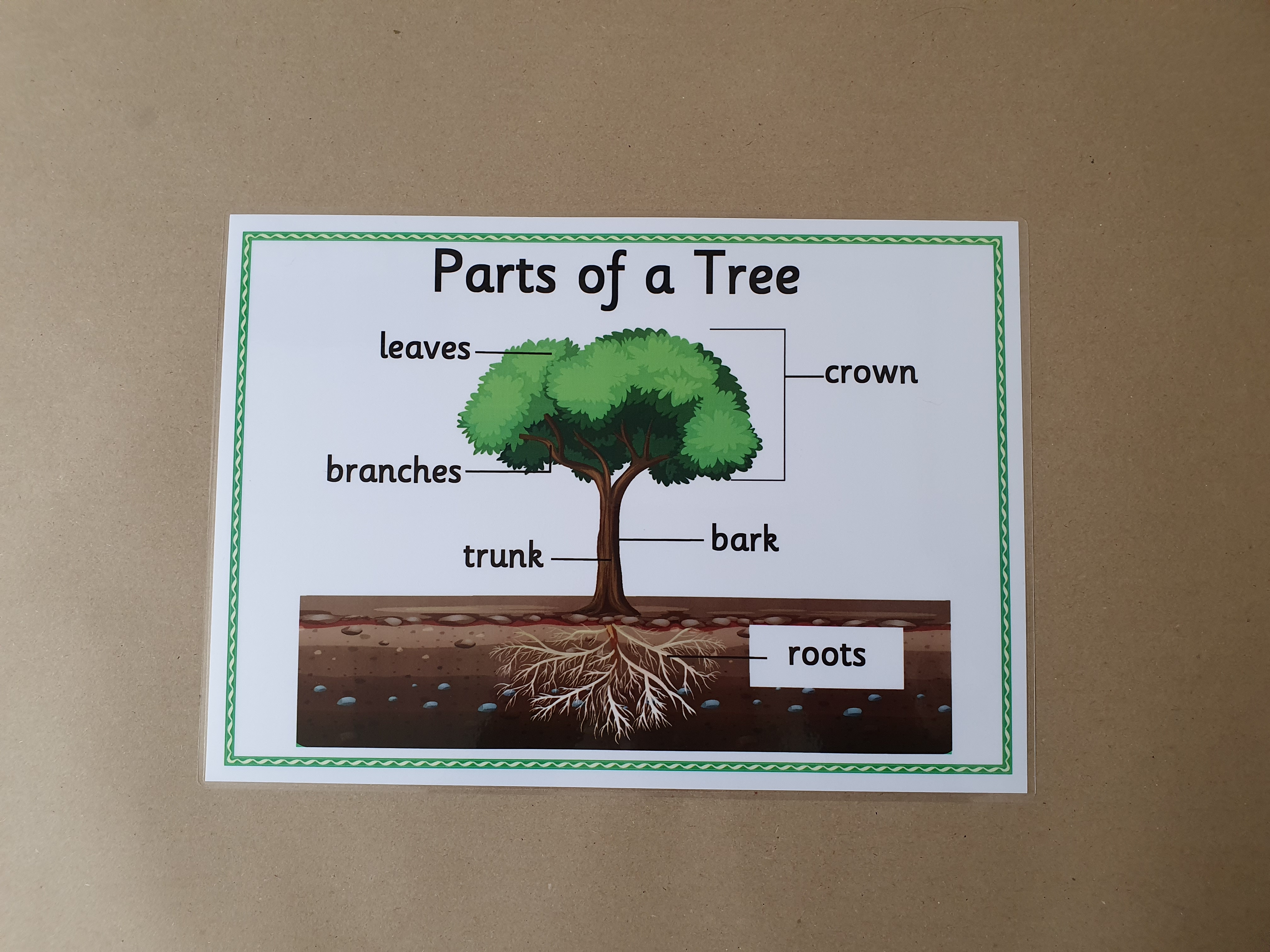 Parts of a Tree KS1 Poster 
