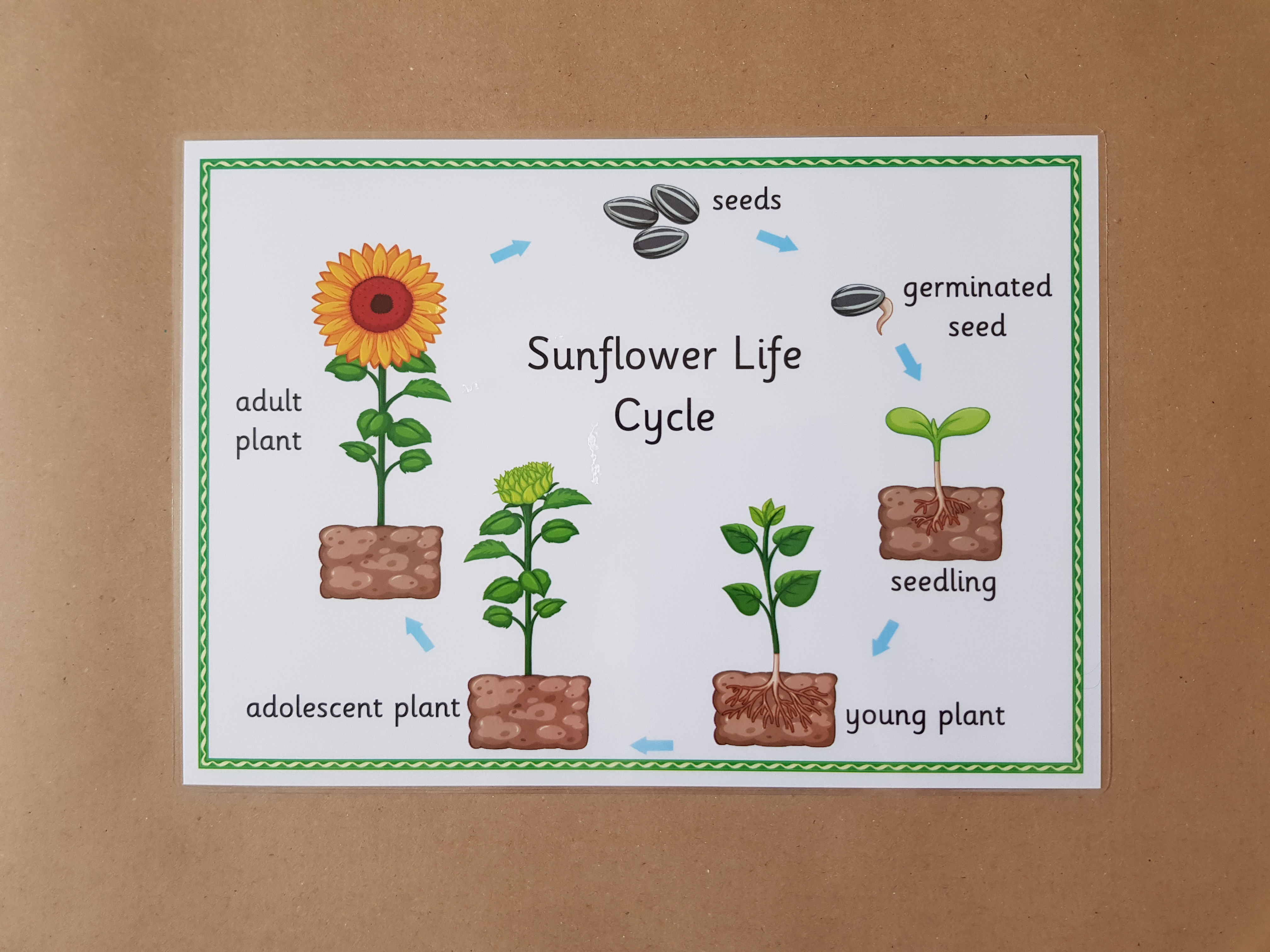 Sunflower Life Cycle  - EYFS/KS1 Poster 