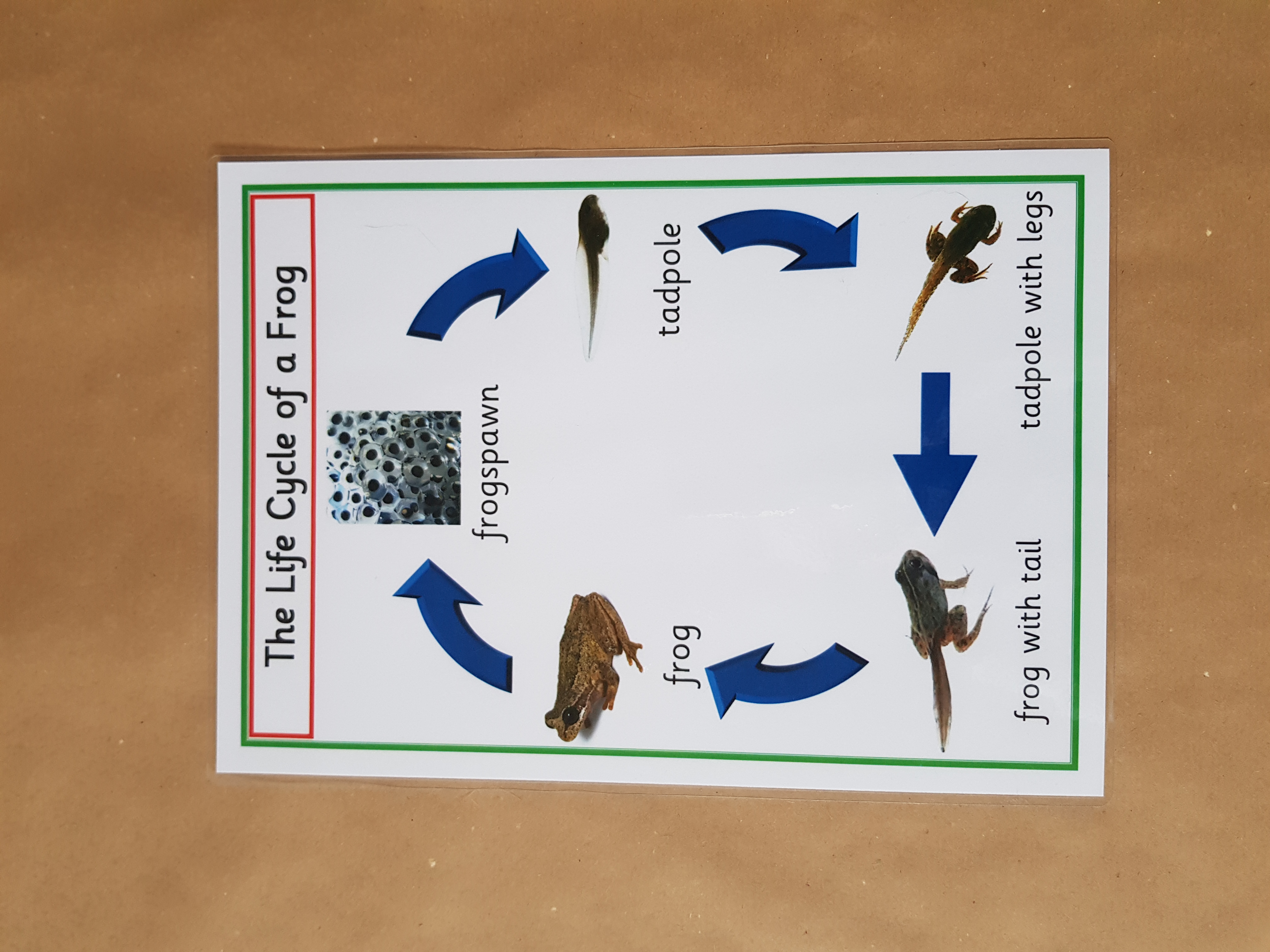 Life Cycles  - EYFS/KS1 Posters 