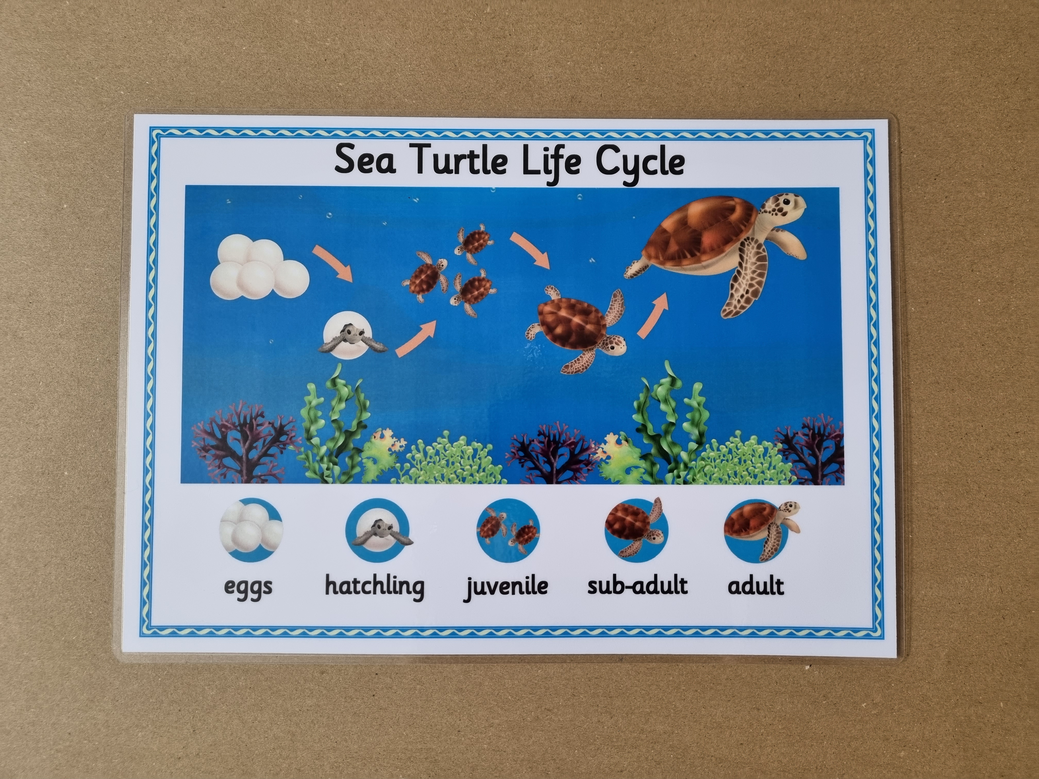 Sea Turtle Life Cycle Poster 