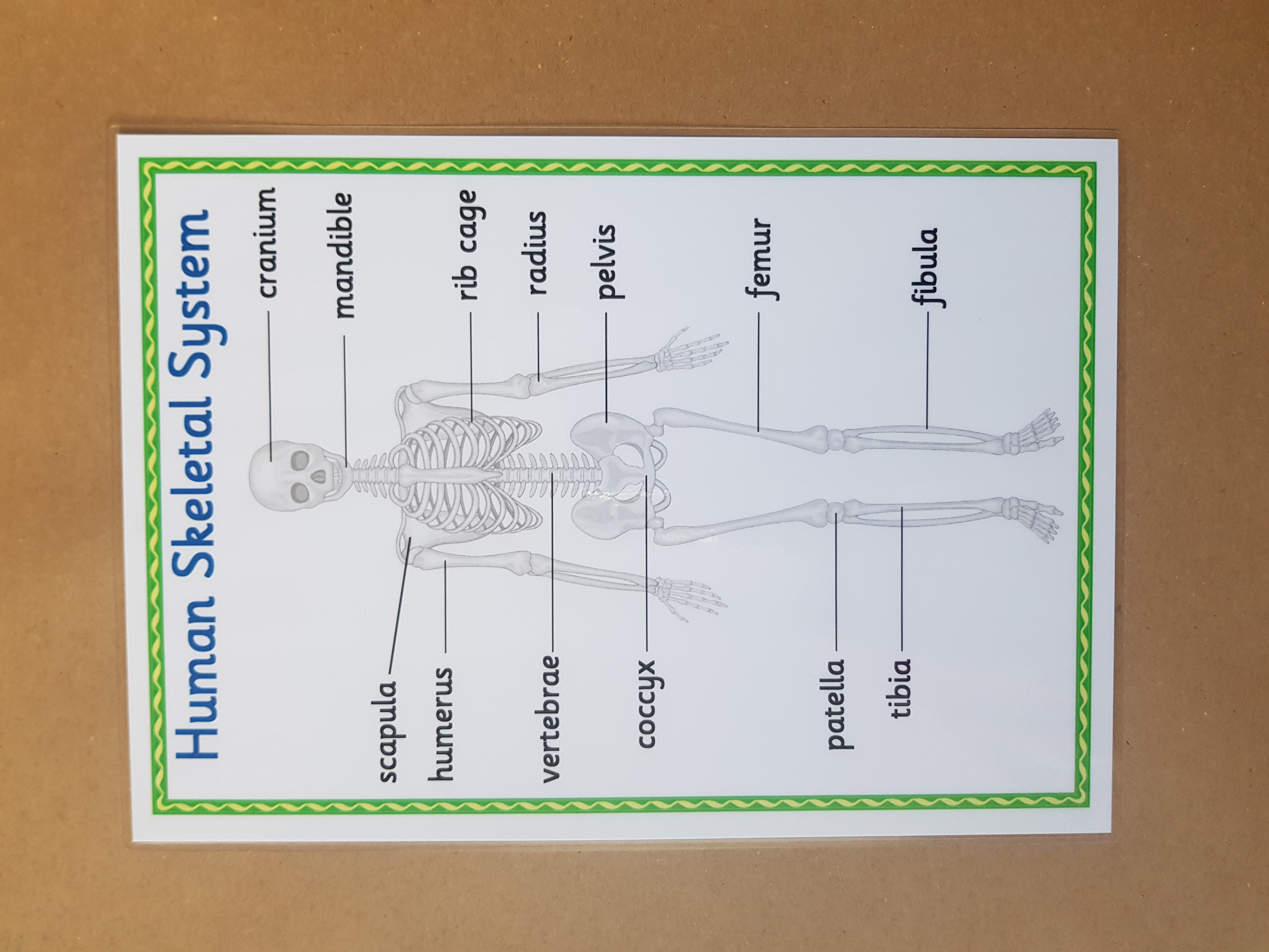 Human Skeletal System  KS1/KS2 Poster 