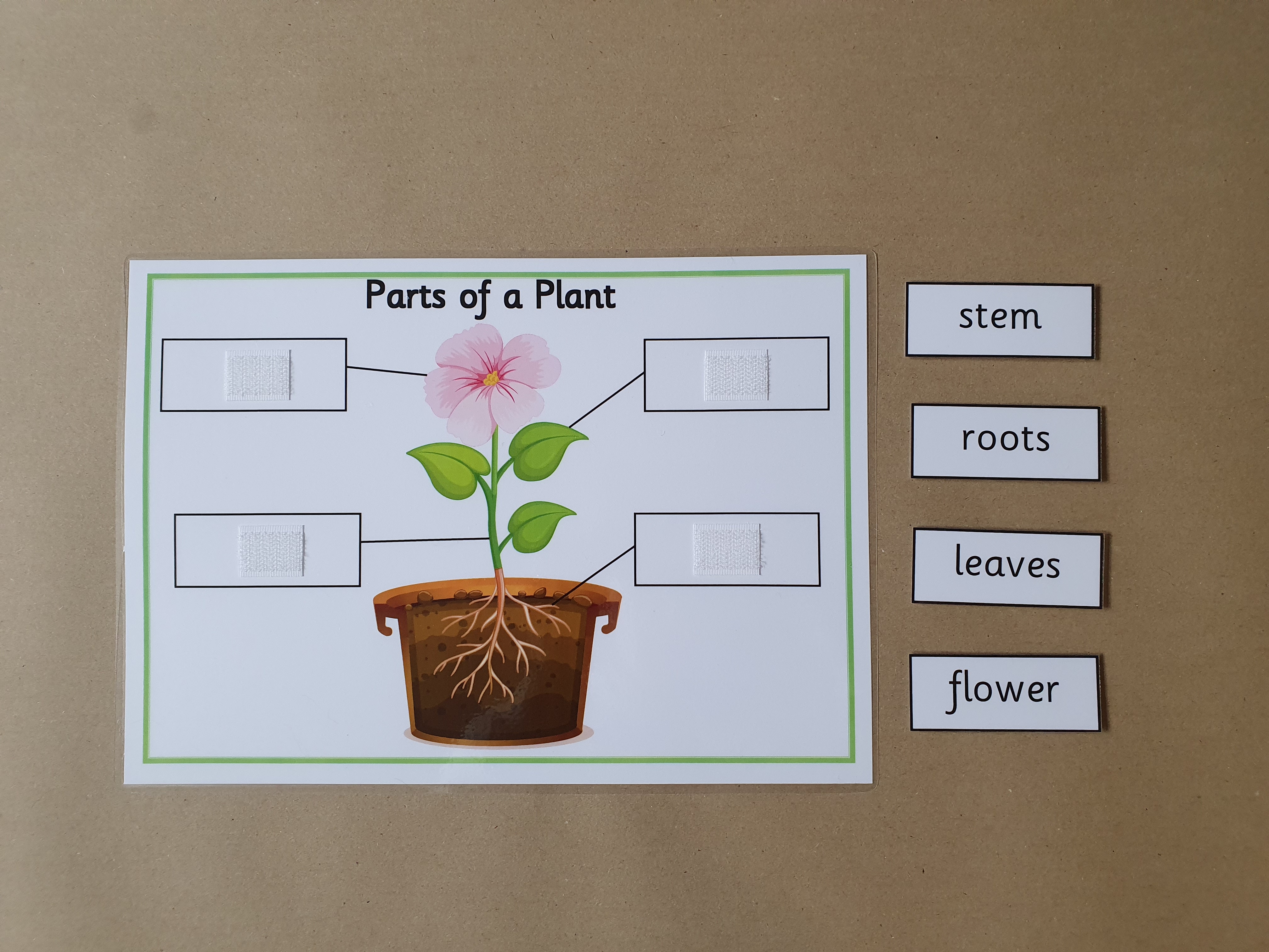 Parts of a Plant KS1 Labelling Worksheet with hook and loop tape