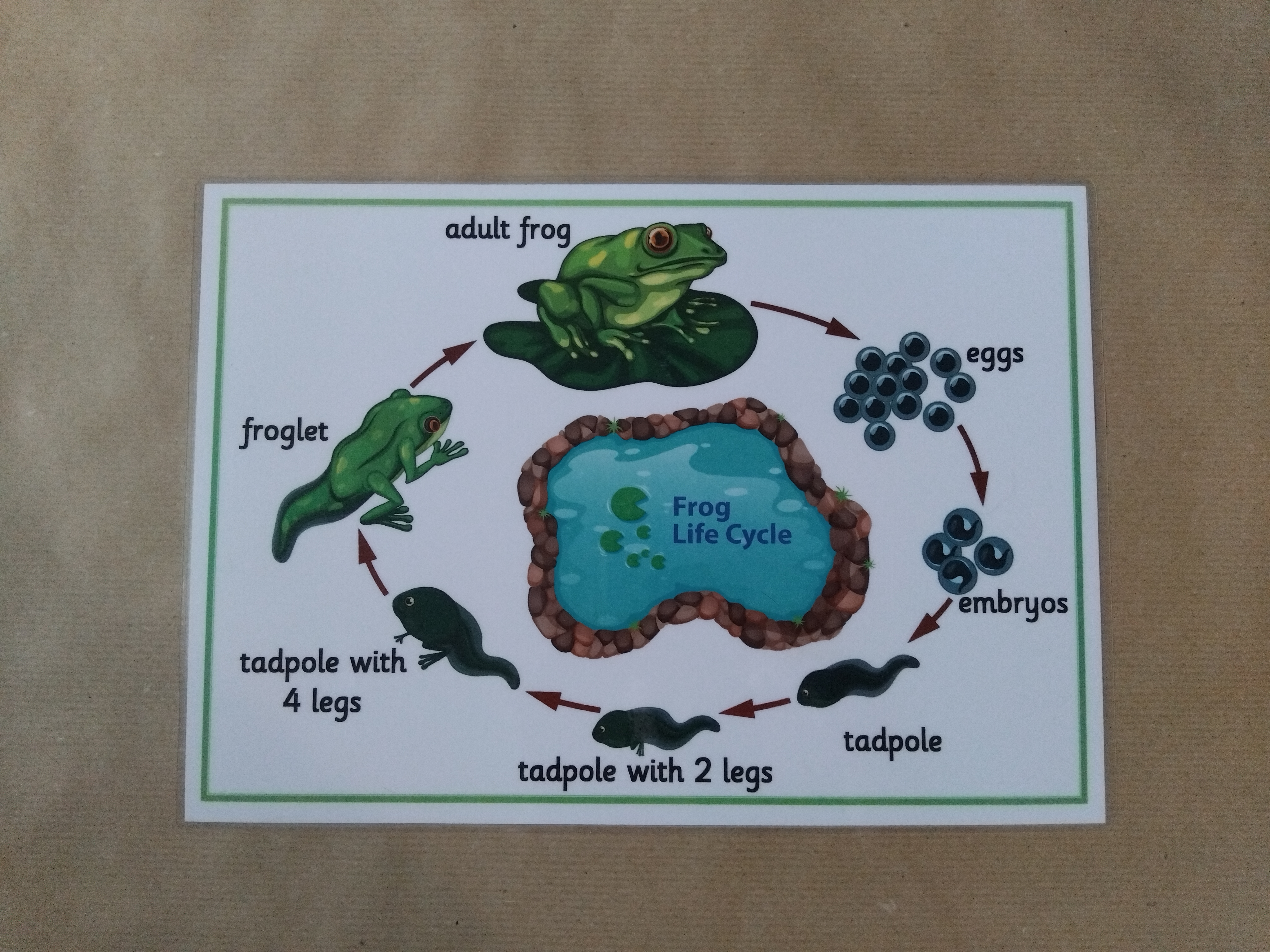 Life Cycle of a Frog - EYFS/KS1 Poster 
