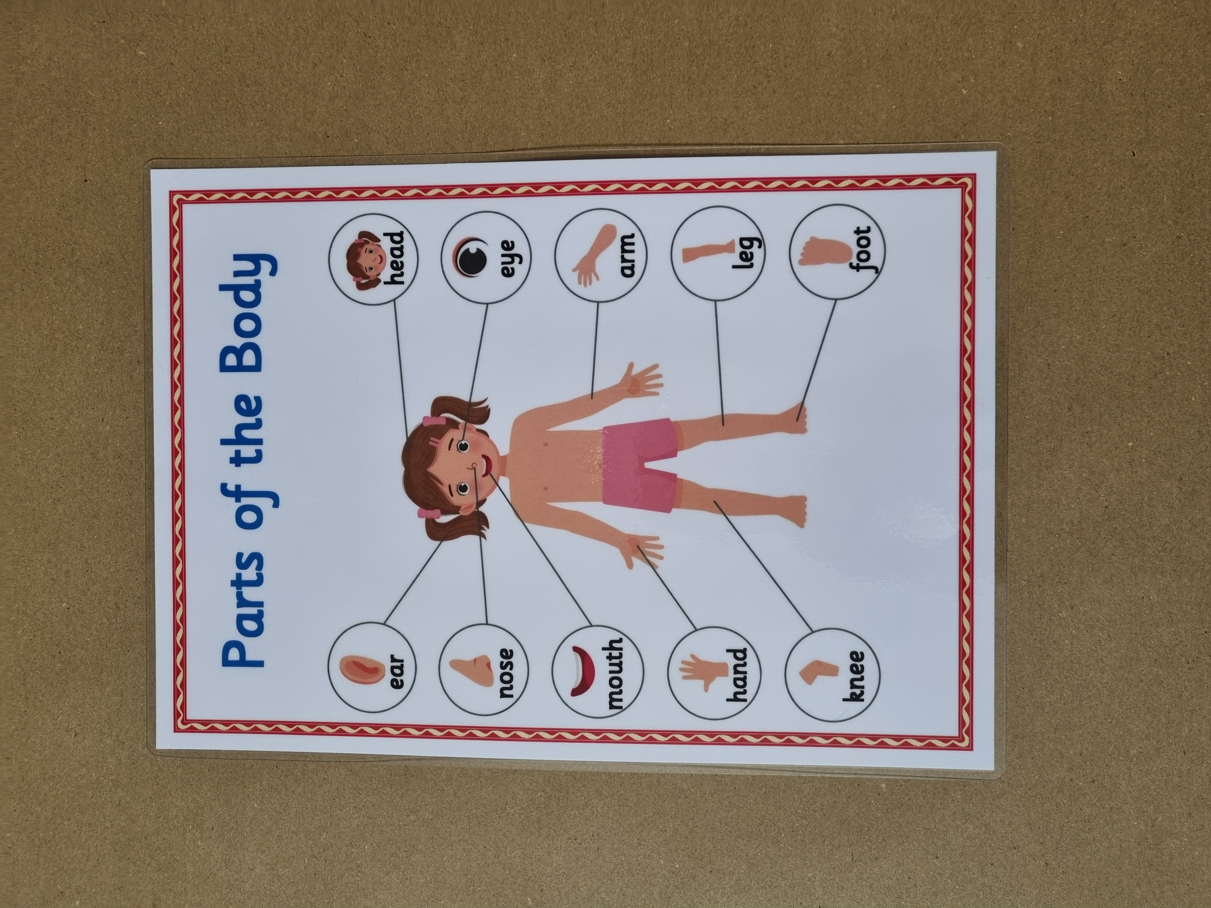 Body Part Poster 
