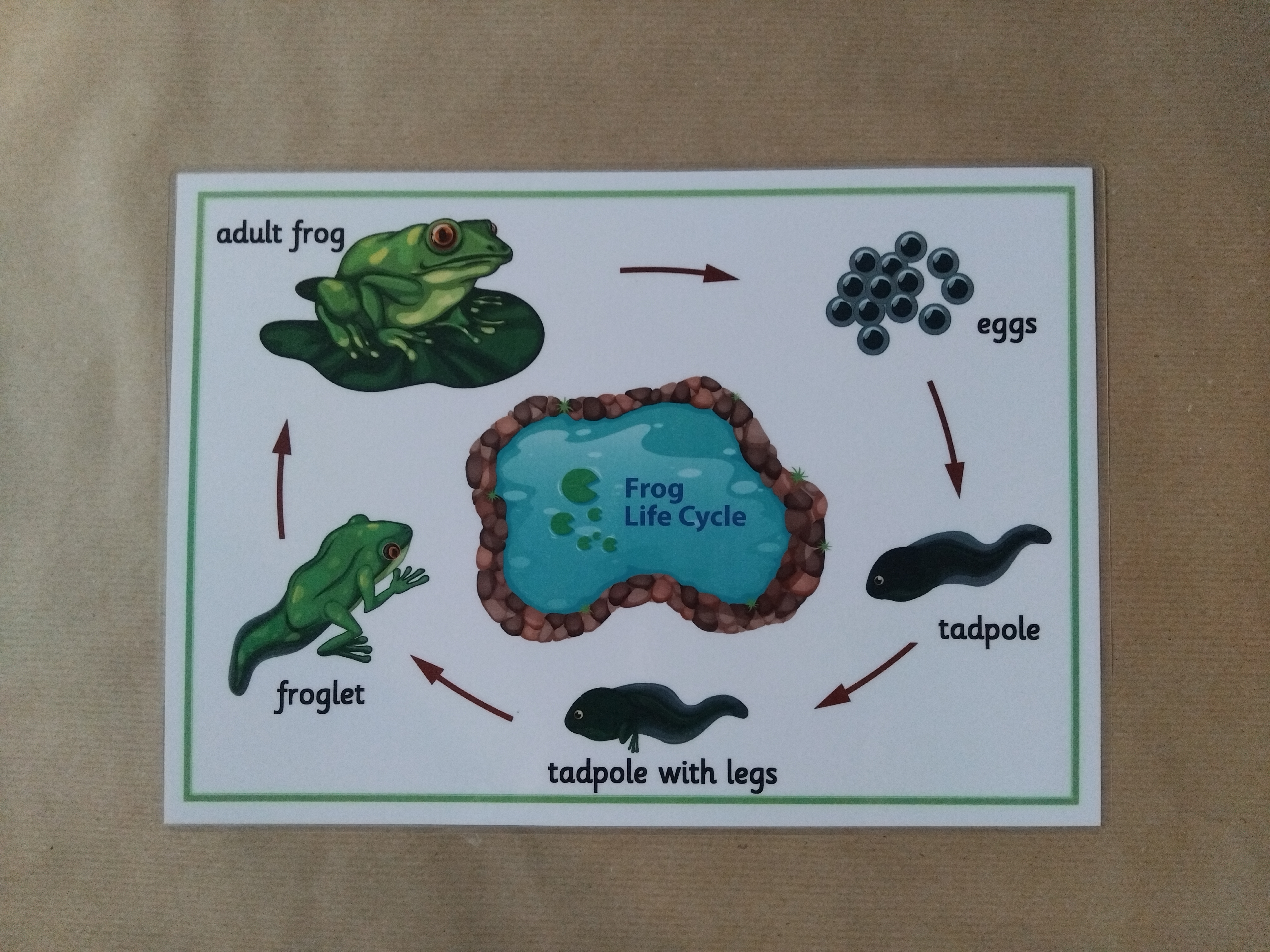 Life Cycle of a Frog Bundle - Sequencing activity, flash cards, figures