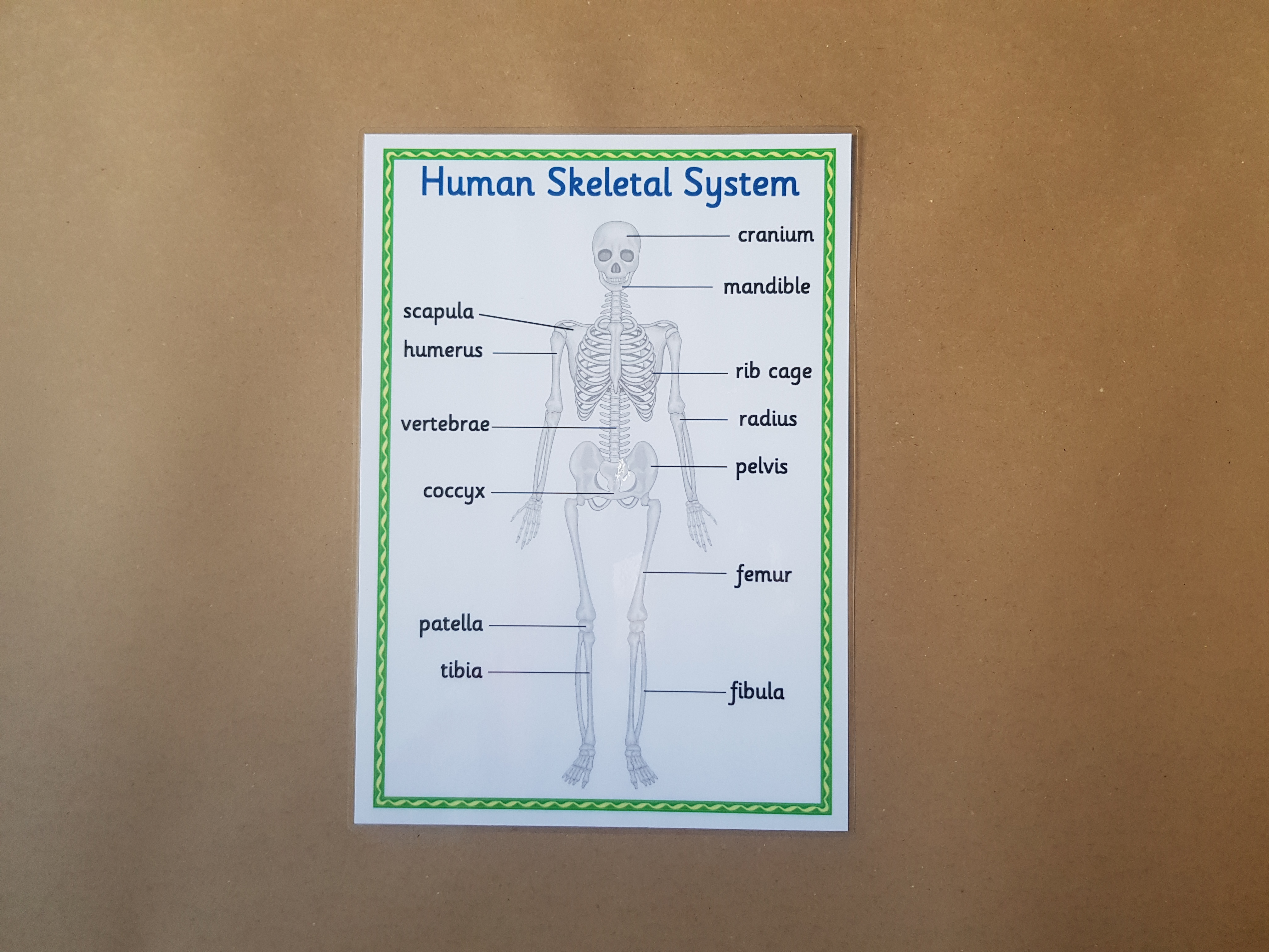 Human Skeletal System  KS1/KS2 Poster 