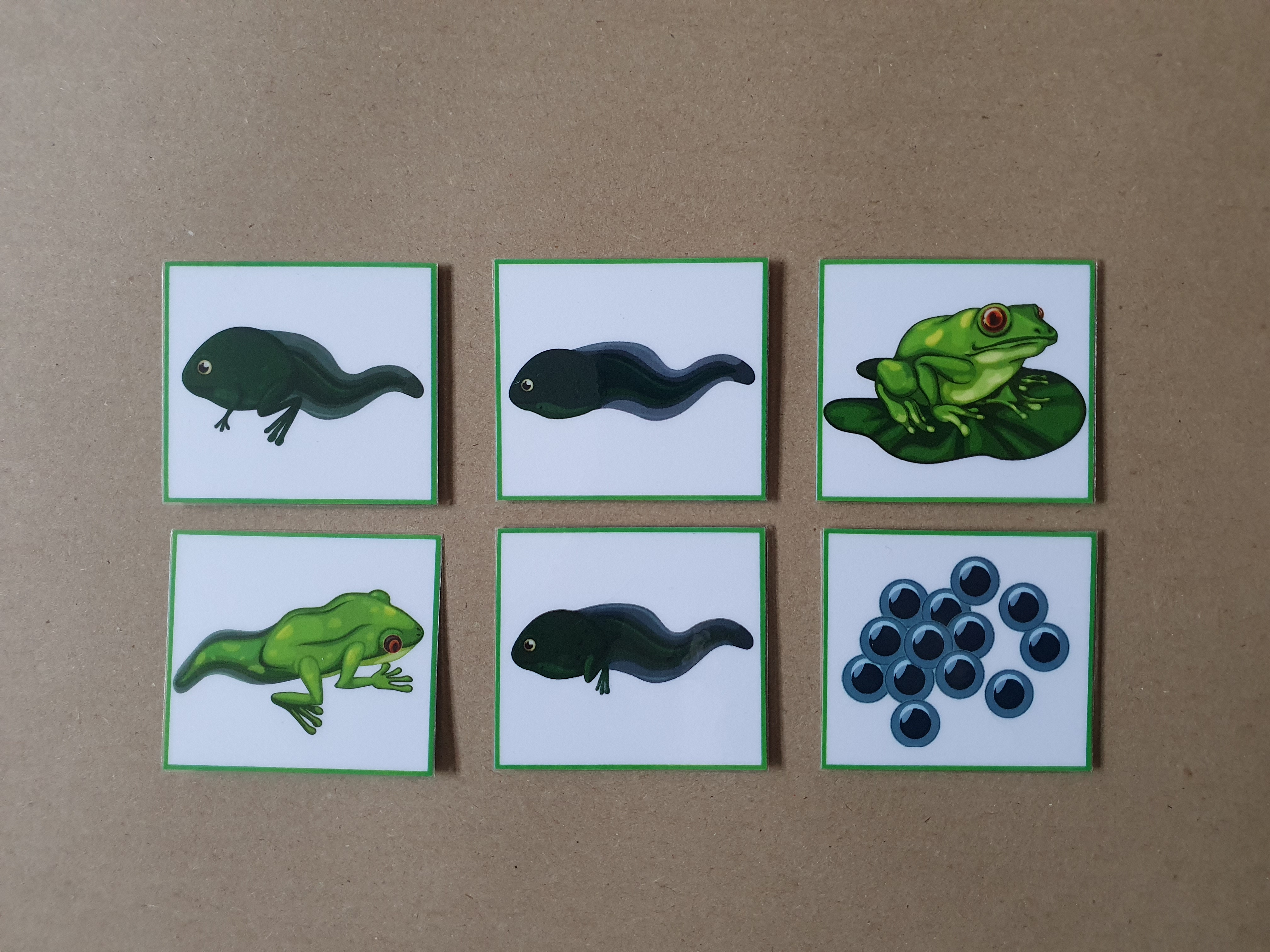 Life Cycle of a Frog - Sequencing activity 