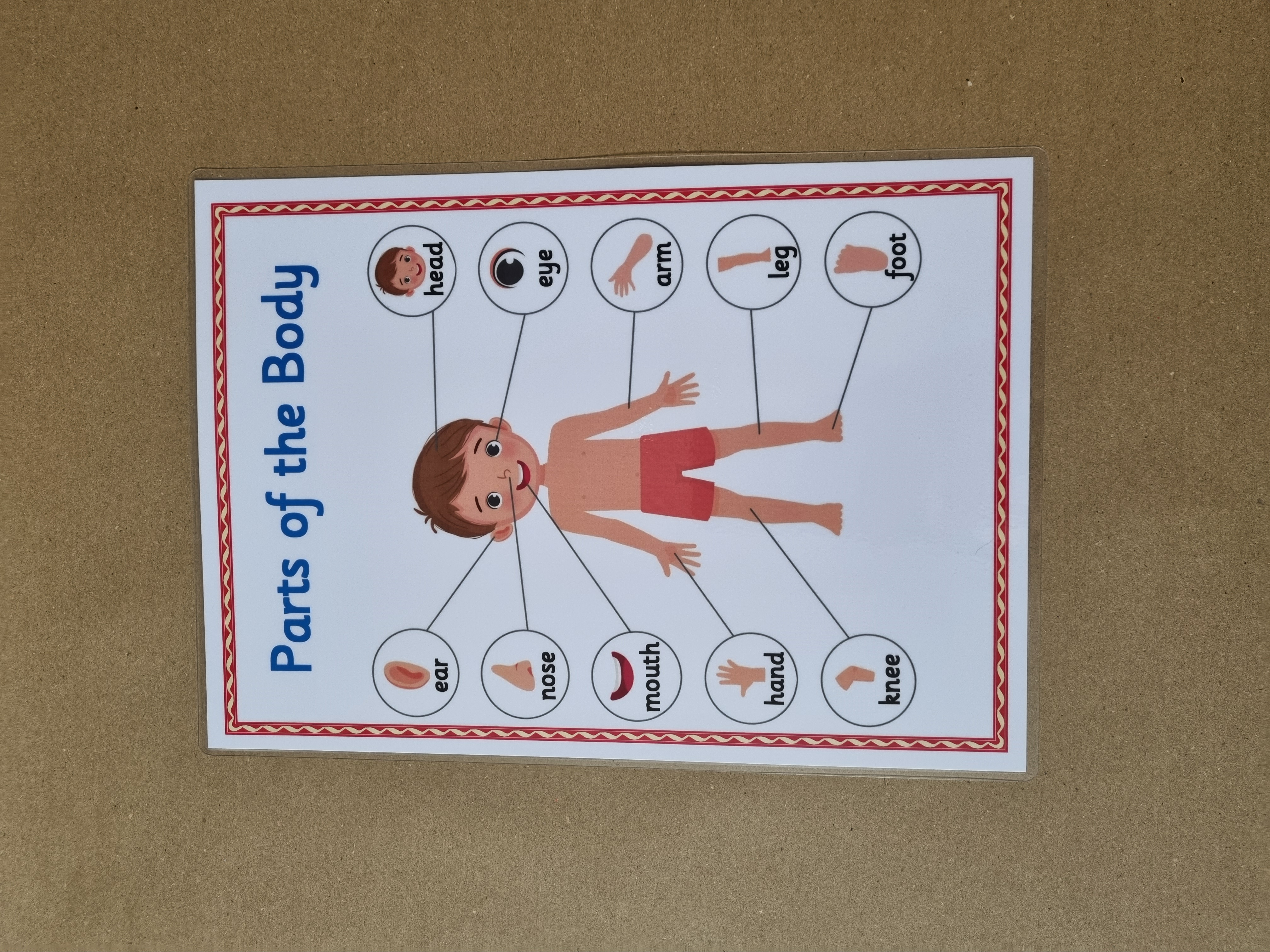 Body Part Poster 