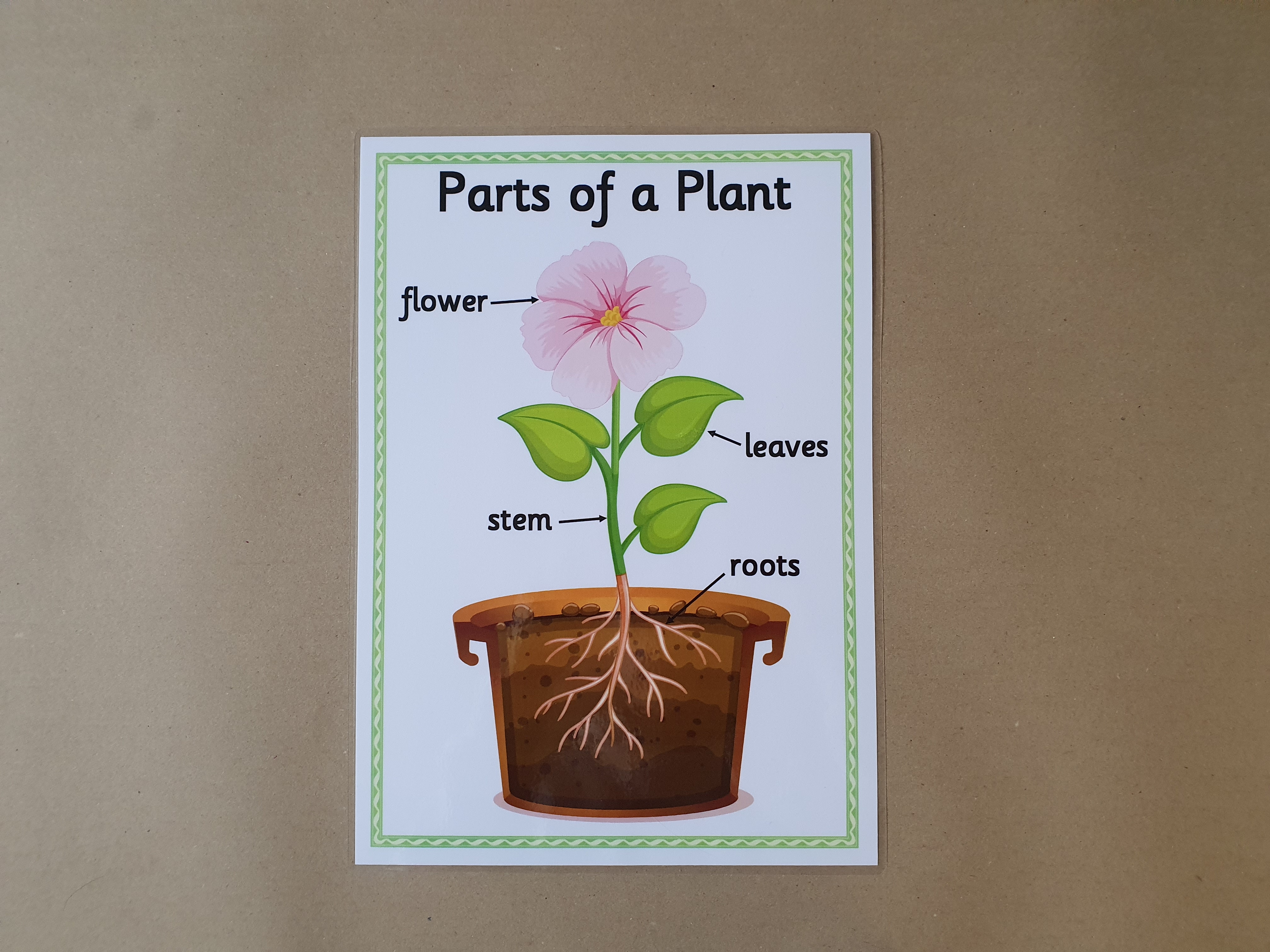 Parts of a Plant KS1 Poster 