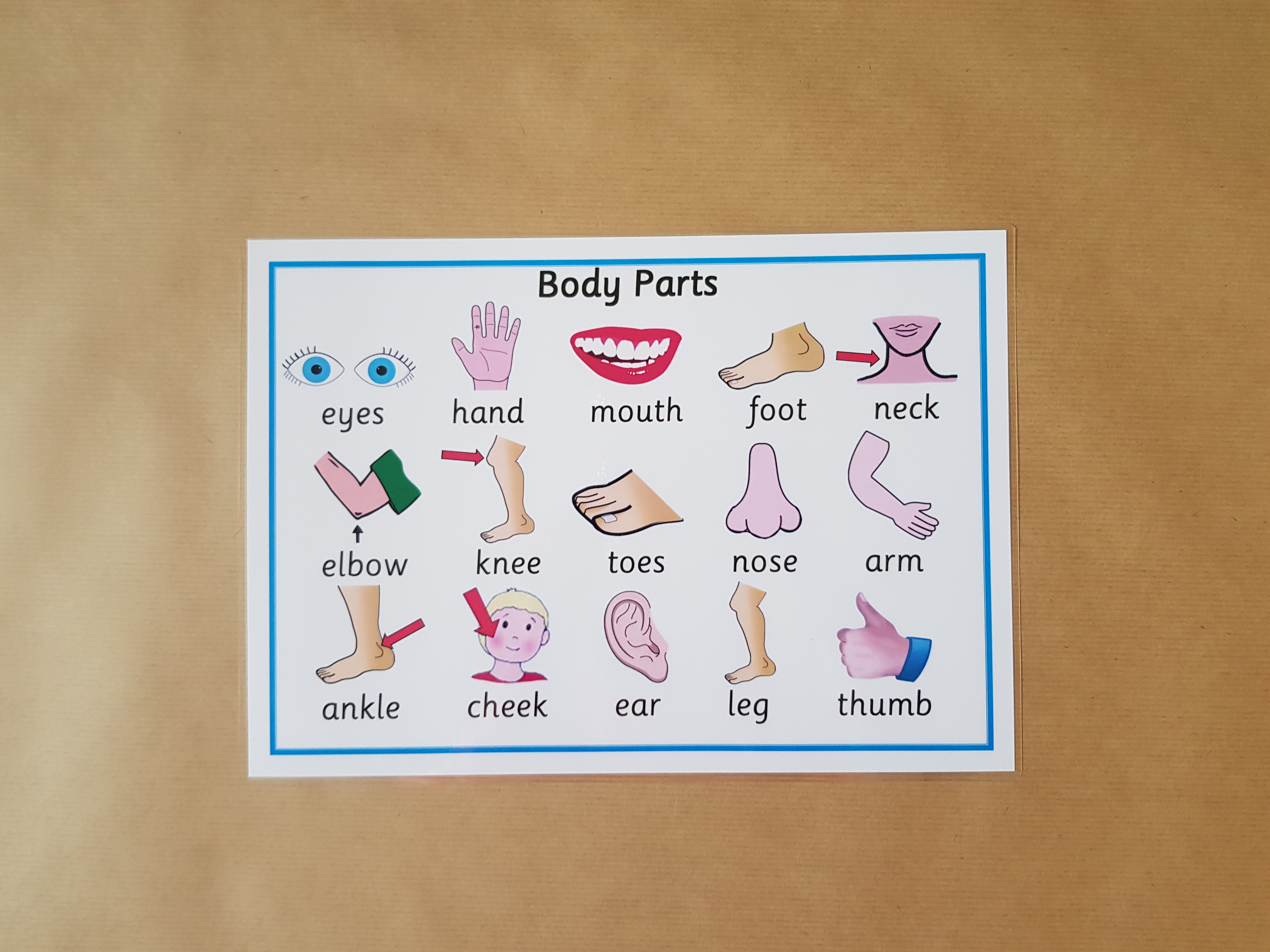 Body Parts Poster   