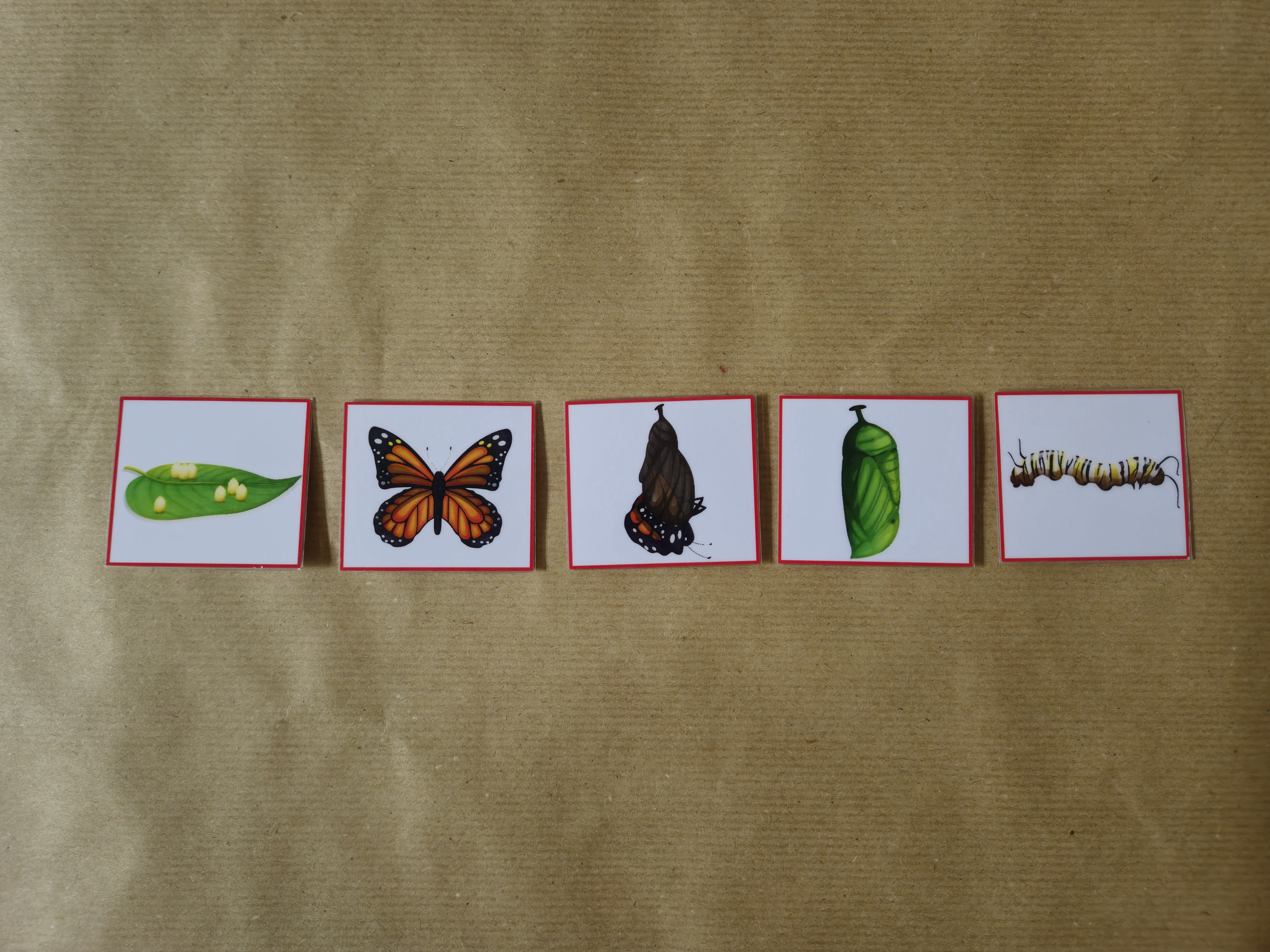 Life Cycle of a Butterfly - Sequencing activity 