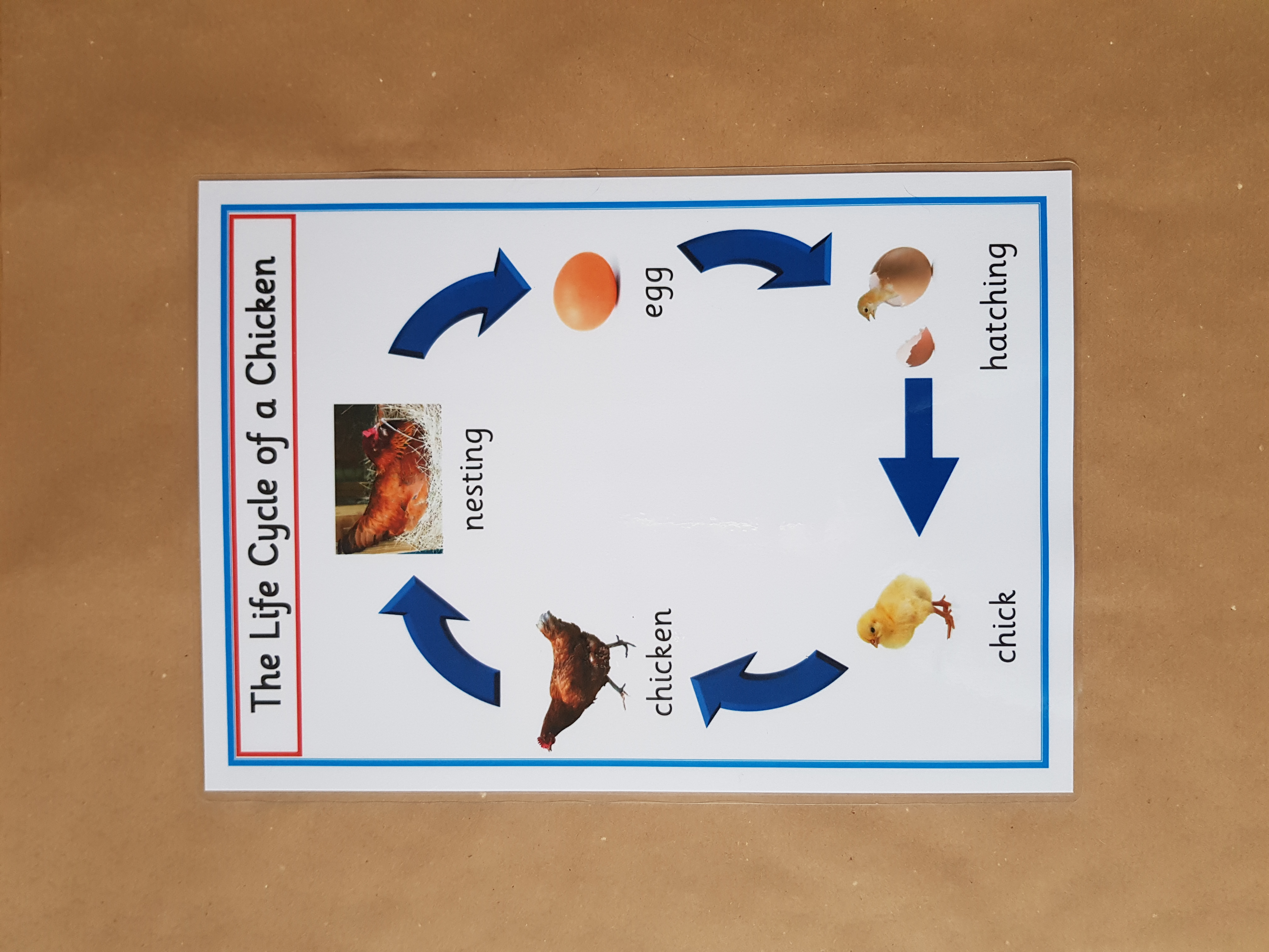 Life Cycles  - EYFS/KS1 Posters 