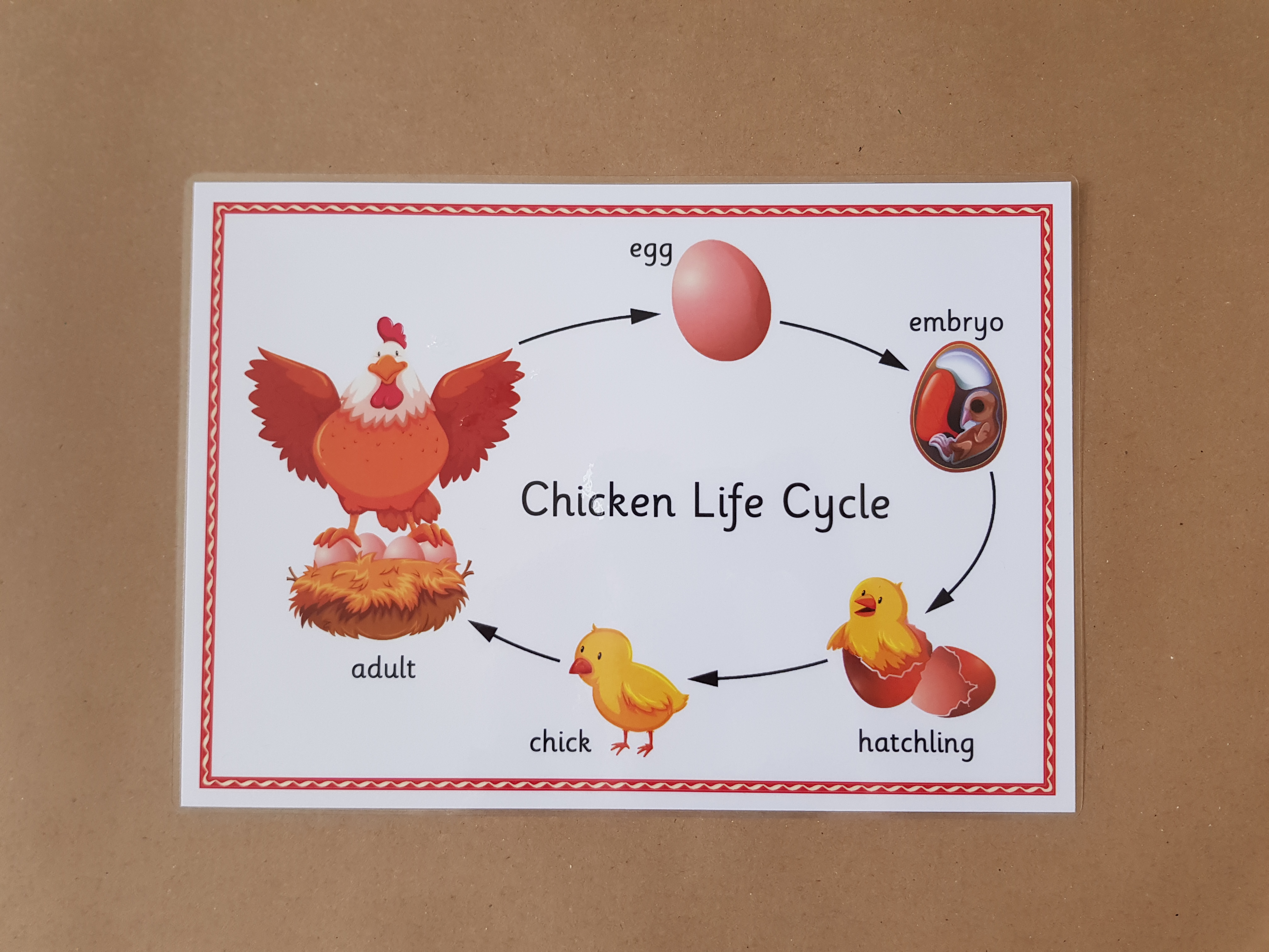 Chicken Life Cycle  - EYFS/KS1 Poster 