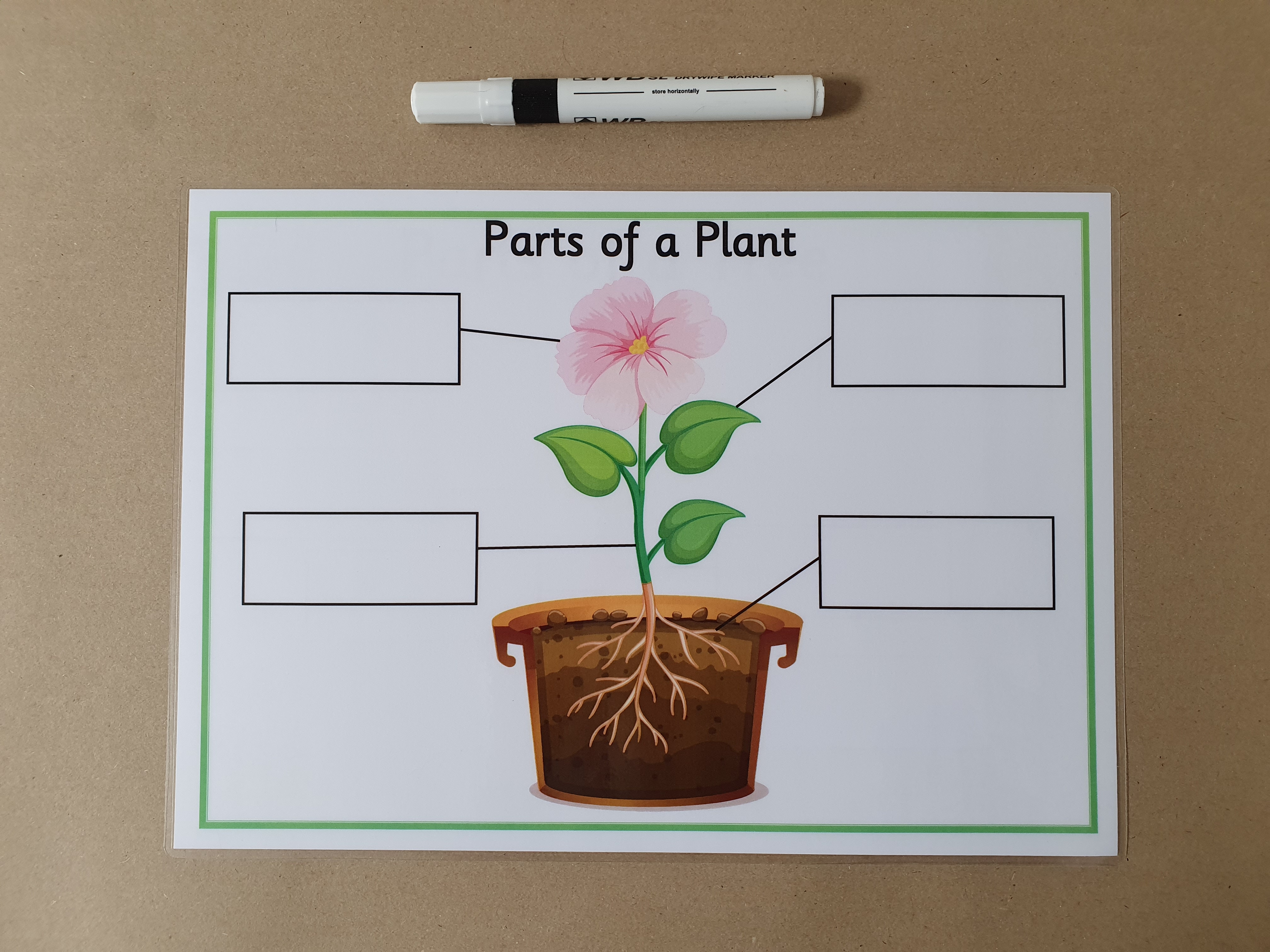 Parts of a Plant KS1 Labelling Worksheet
