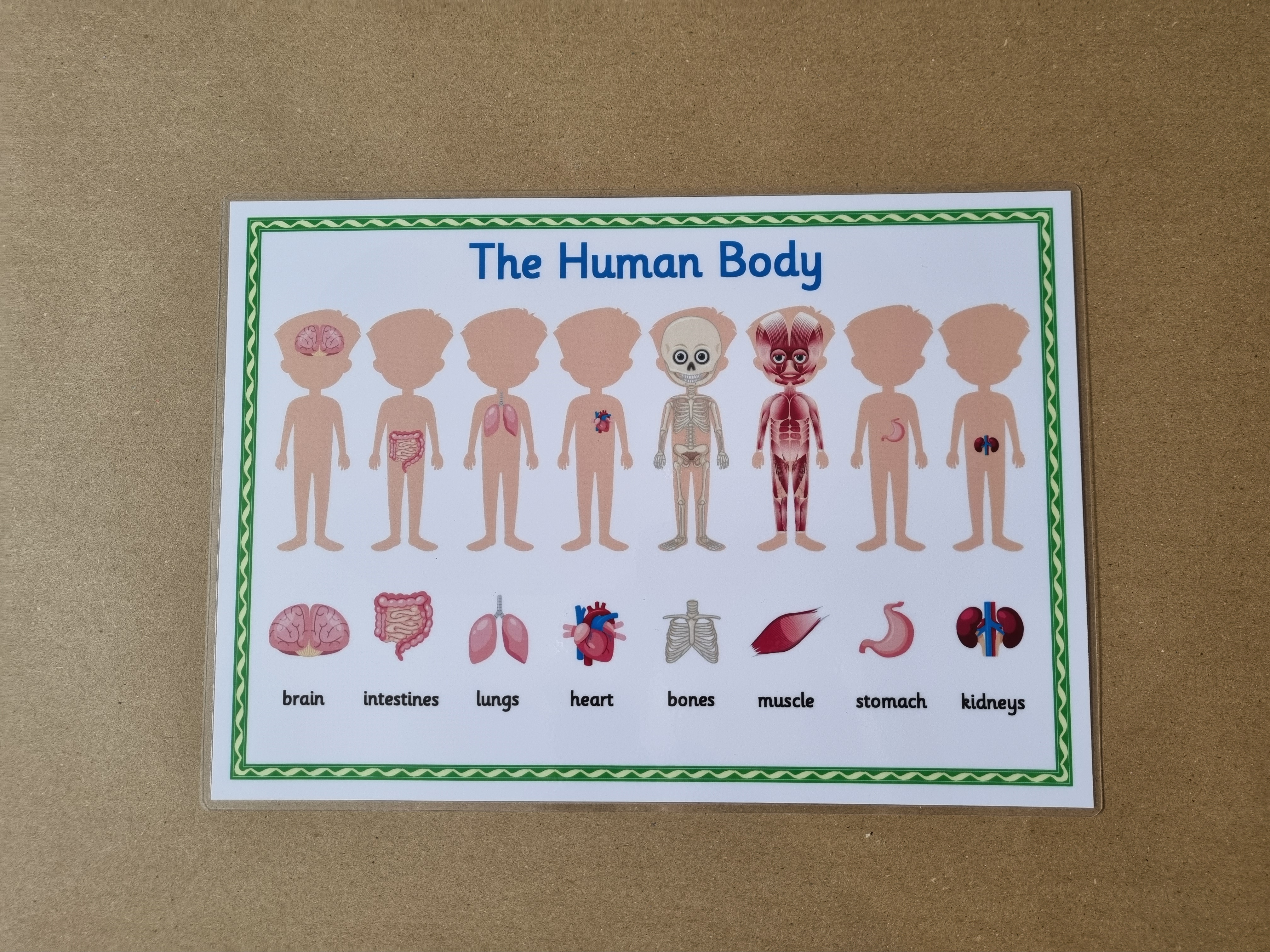 The Human Body Poster