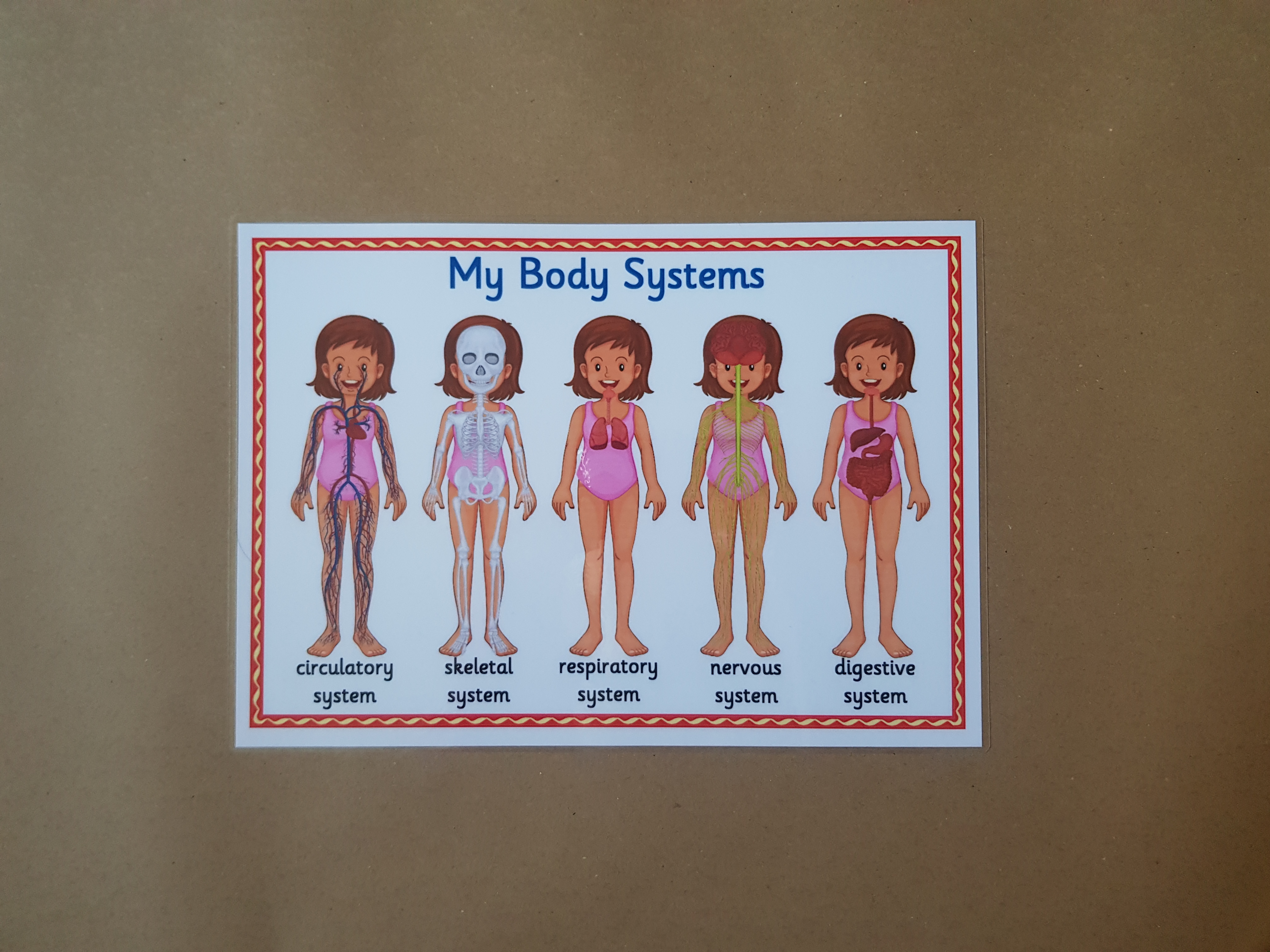 My Body Systems  - KS1/KS2 Poster 