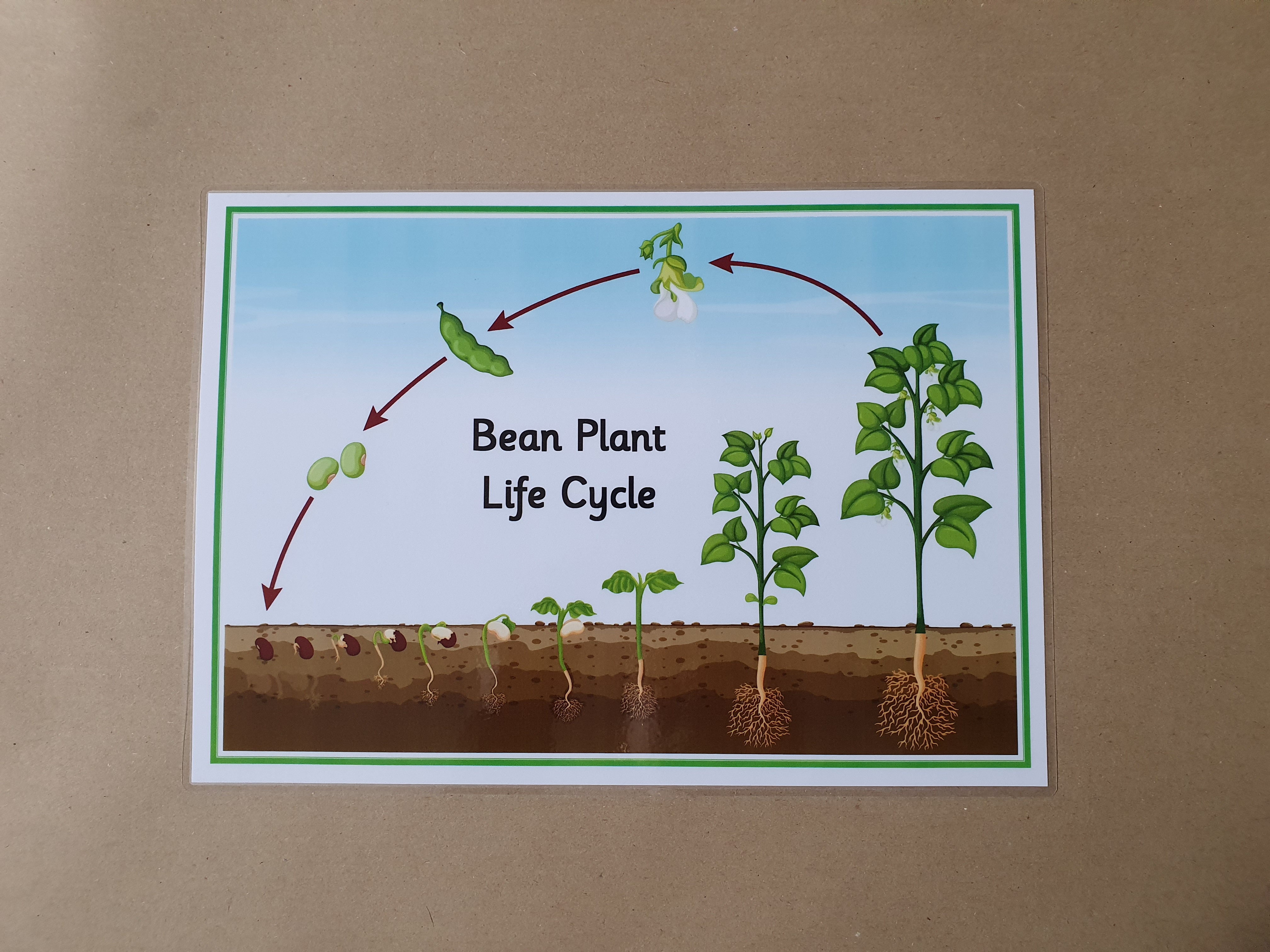 Bean Plant Life Cycle Poster 